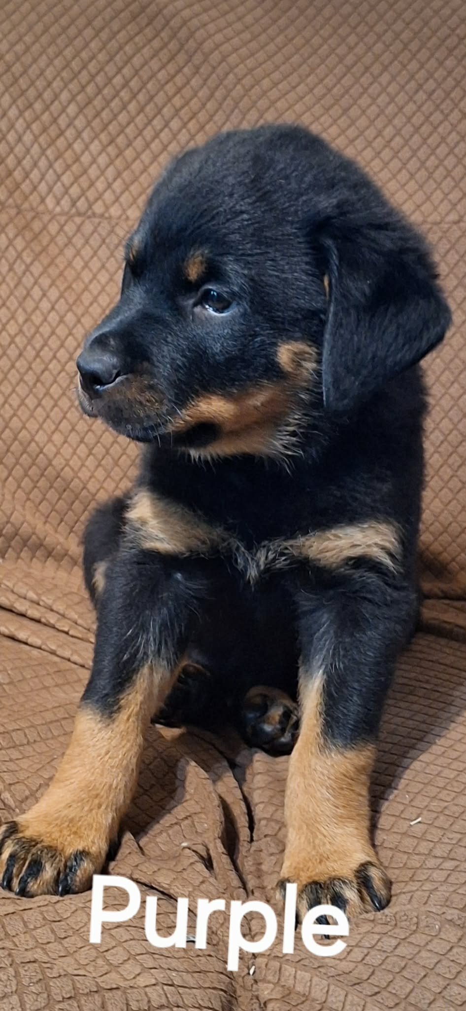 2 Rottweiler Female Puppies image 2