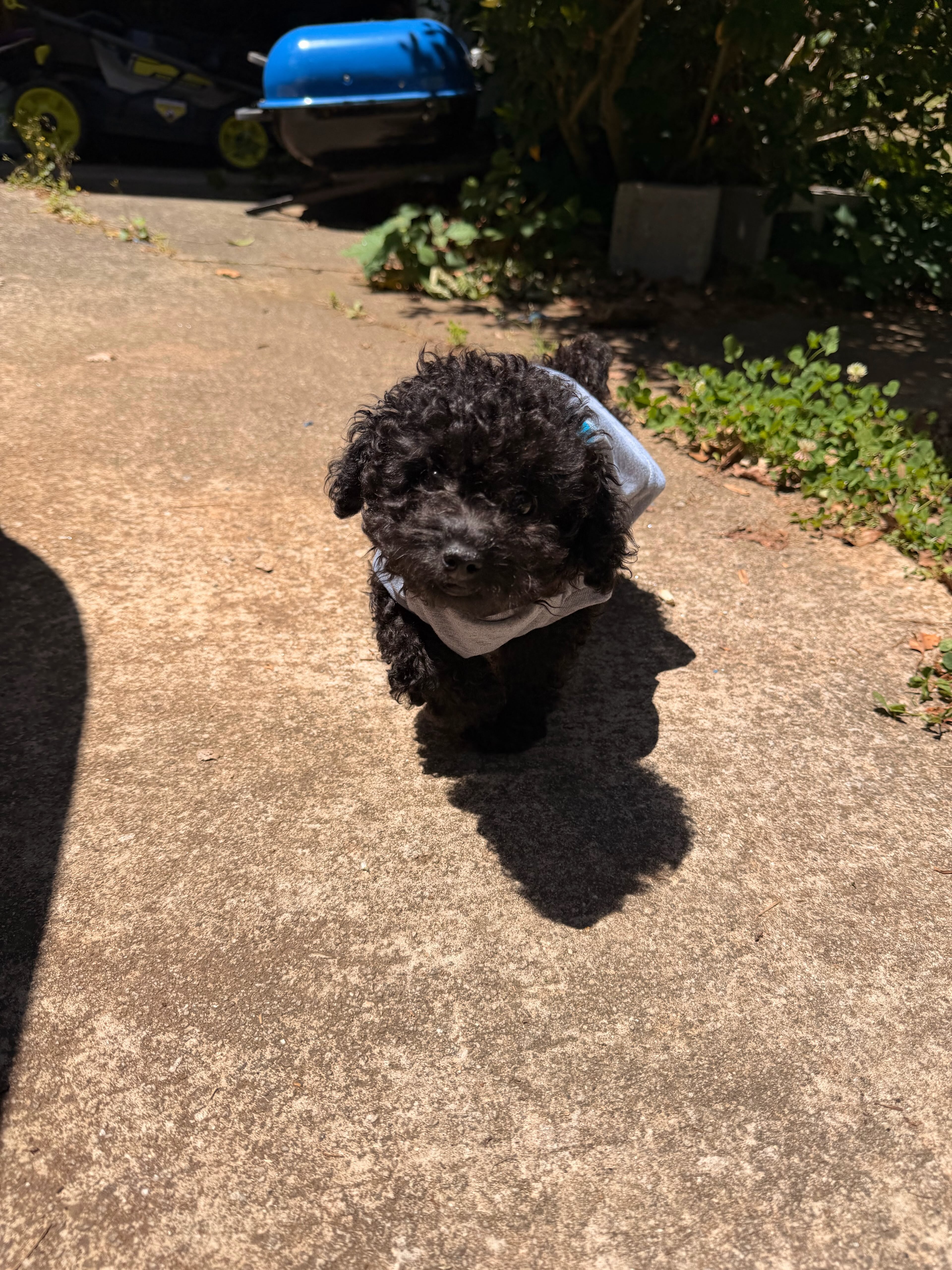 Toy Poodle Puppy – Ace – 6 Months Old image 1