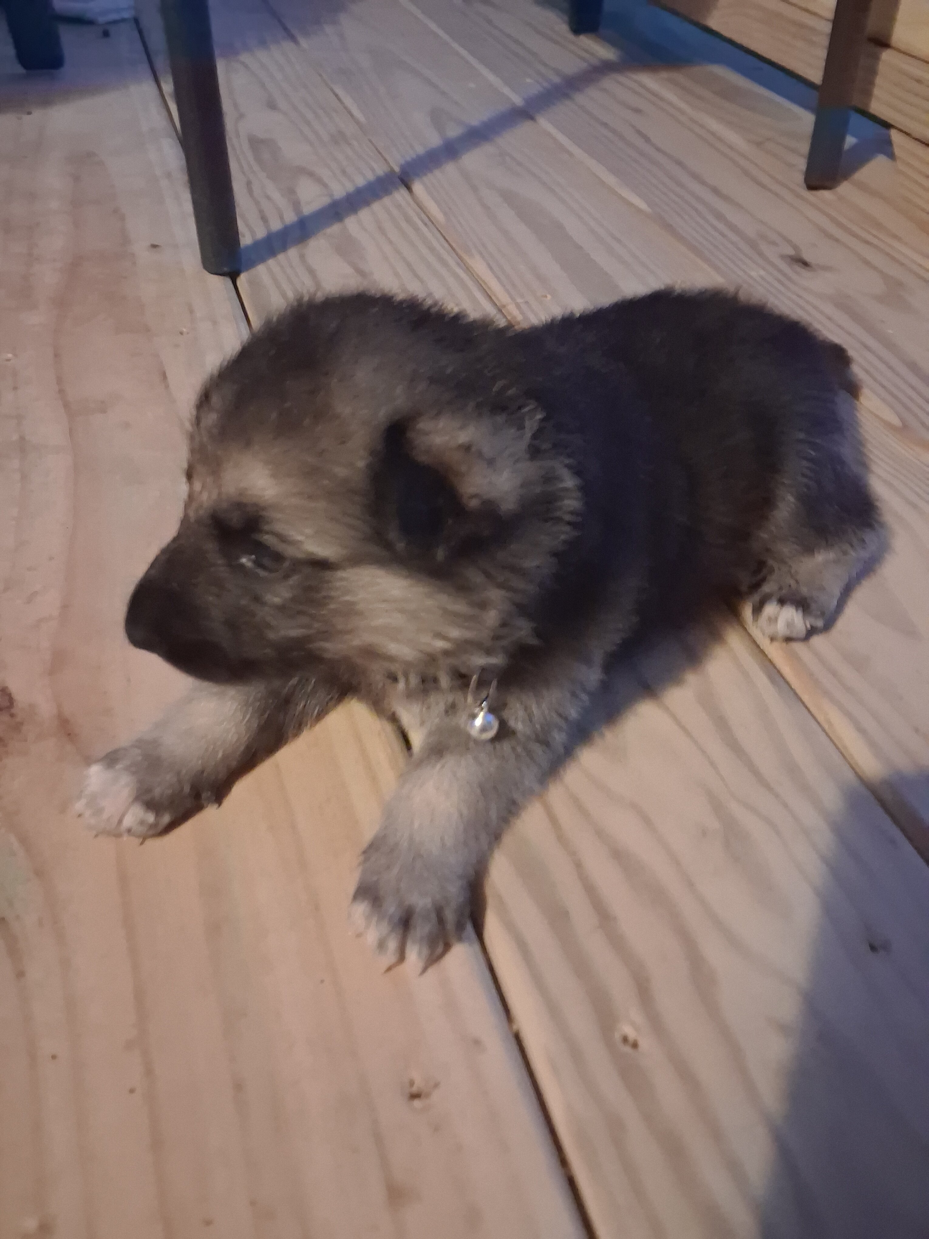 Male German Shepherd Puppy image 3