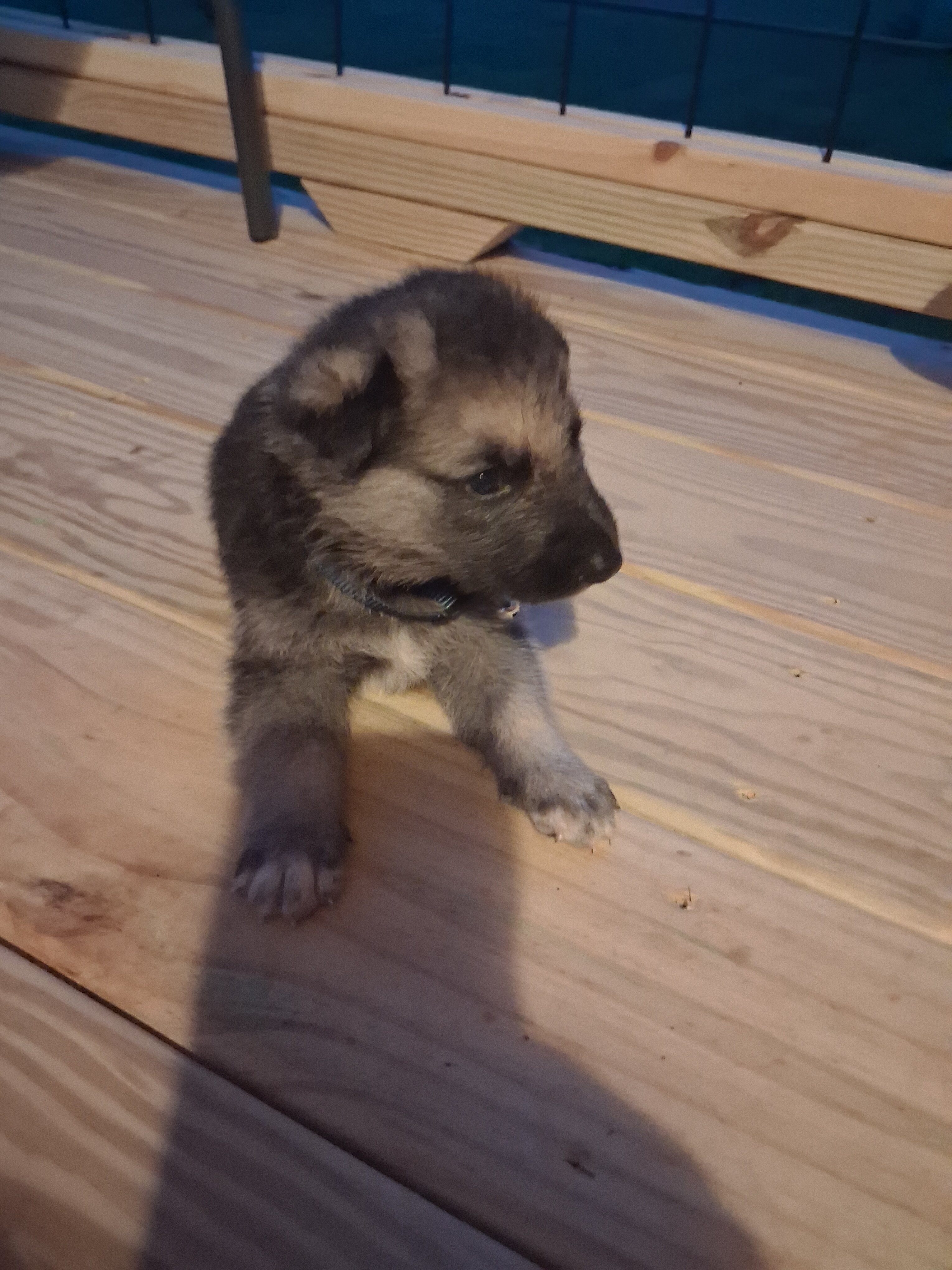 Male German Shepherd Puppy image 2