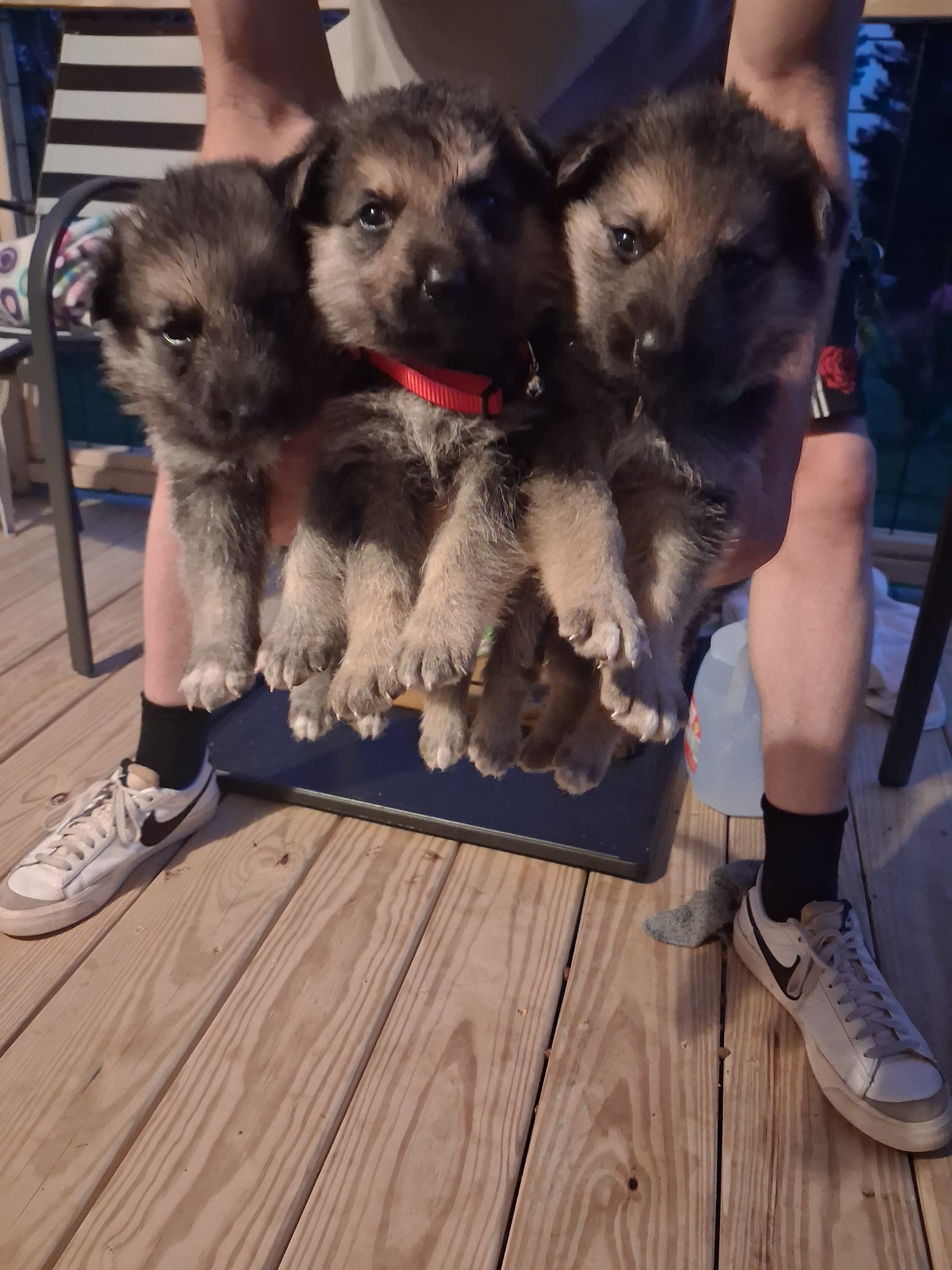 Male German Shepherd Puppy image 1