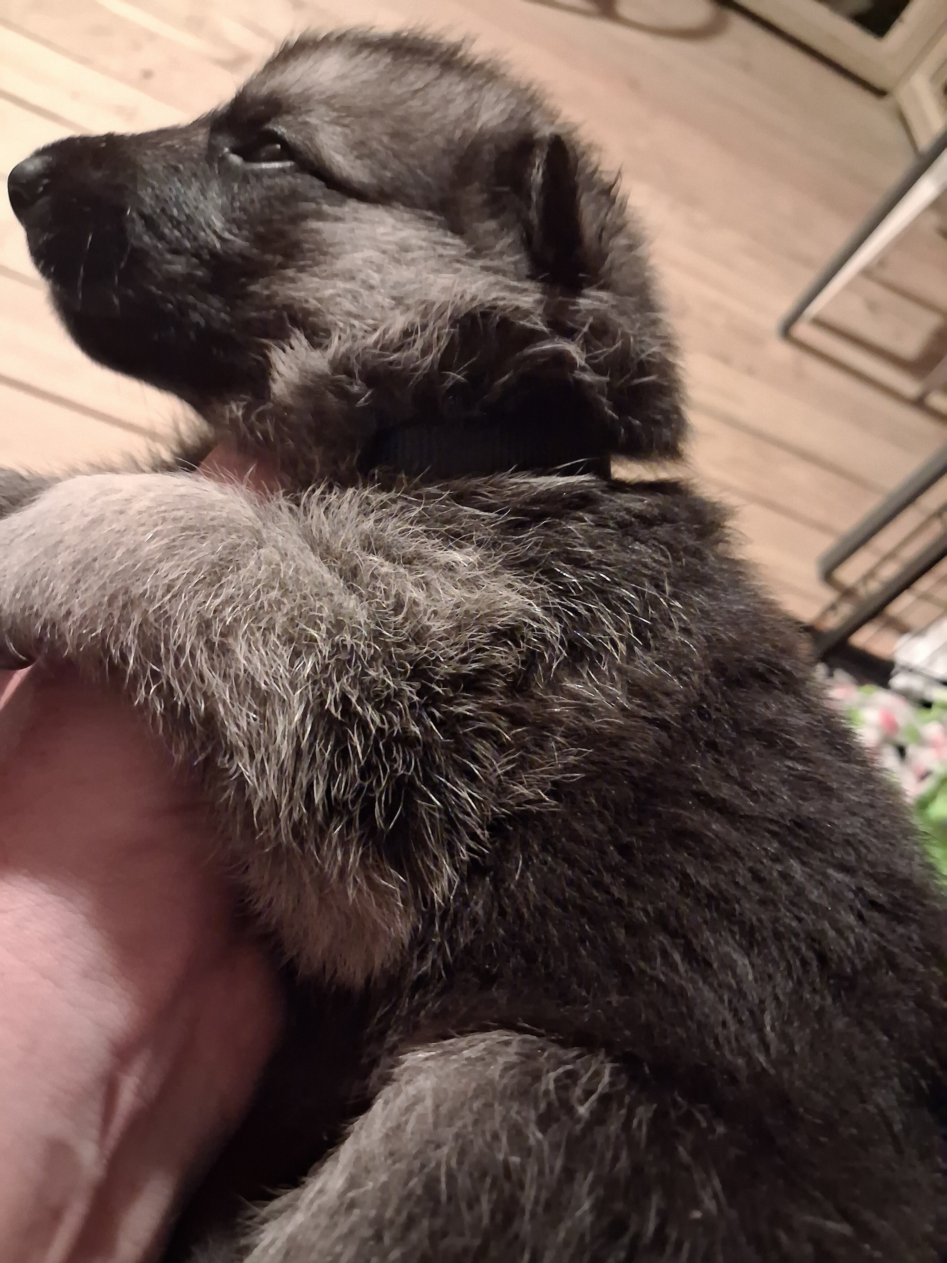 Male German Shepherd Puppy image 6