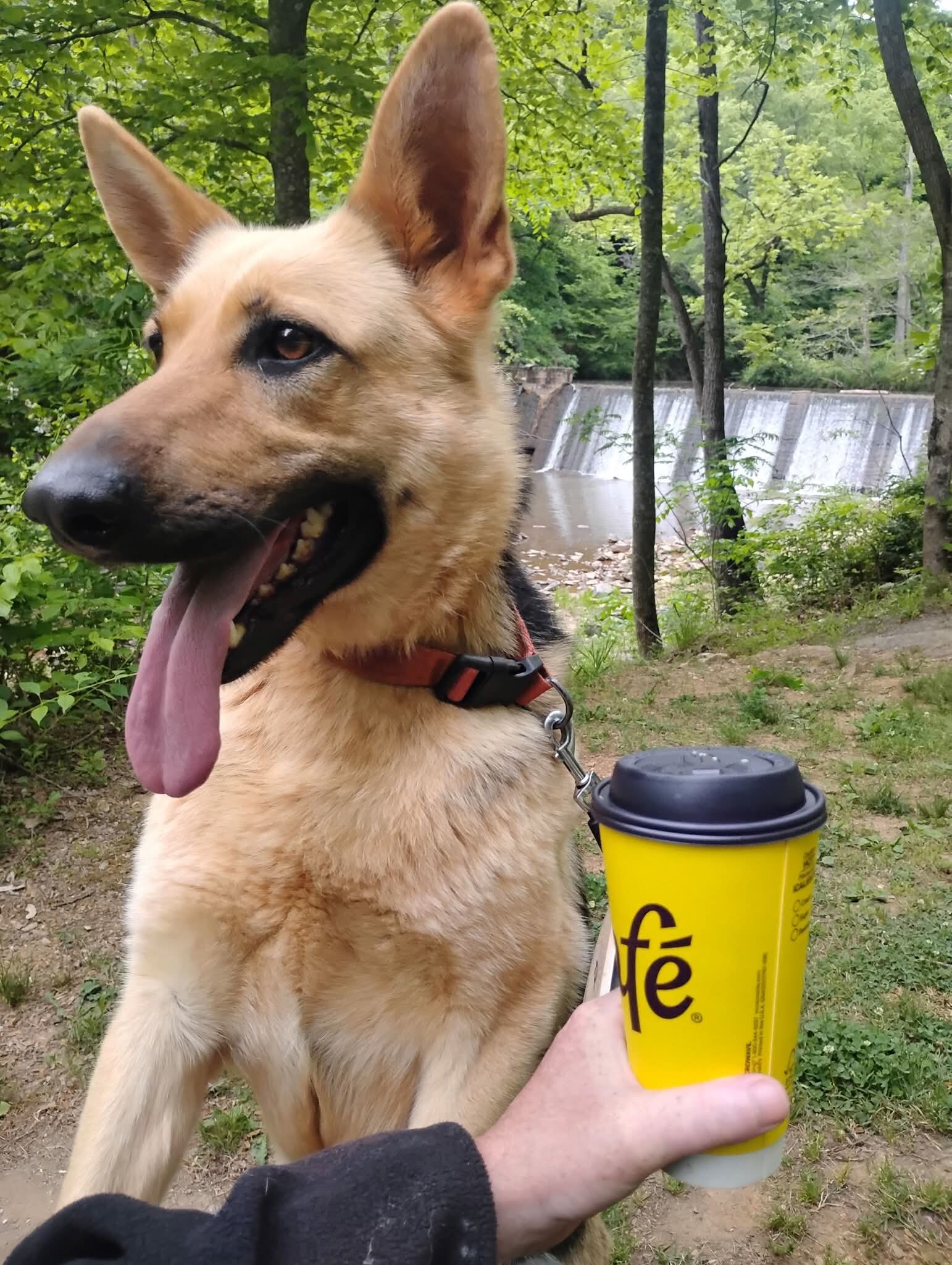Male German Shepherd Puppy image 5