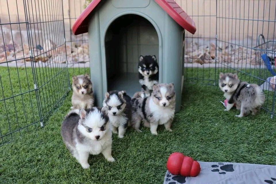 Pomsky Puppies (Pomeranian Husky / Mini Husky) image 1