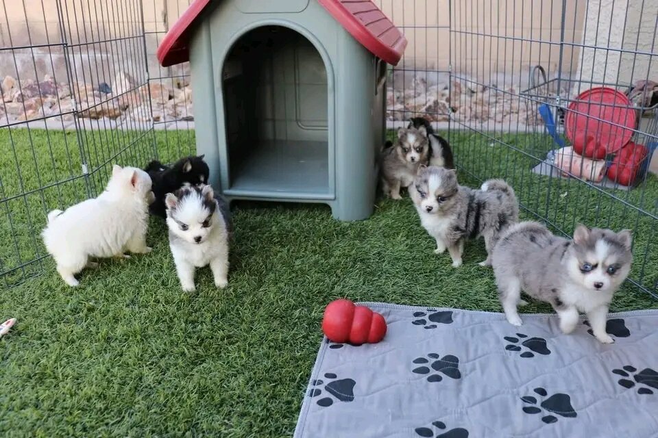 Pomsky Puppies (Pomeranian Husky / Mini Husky) image 2
