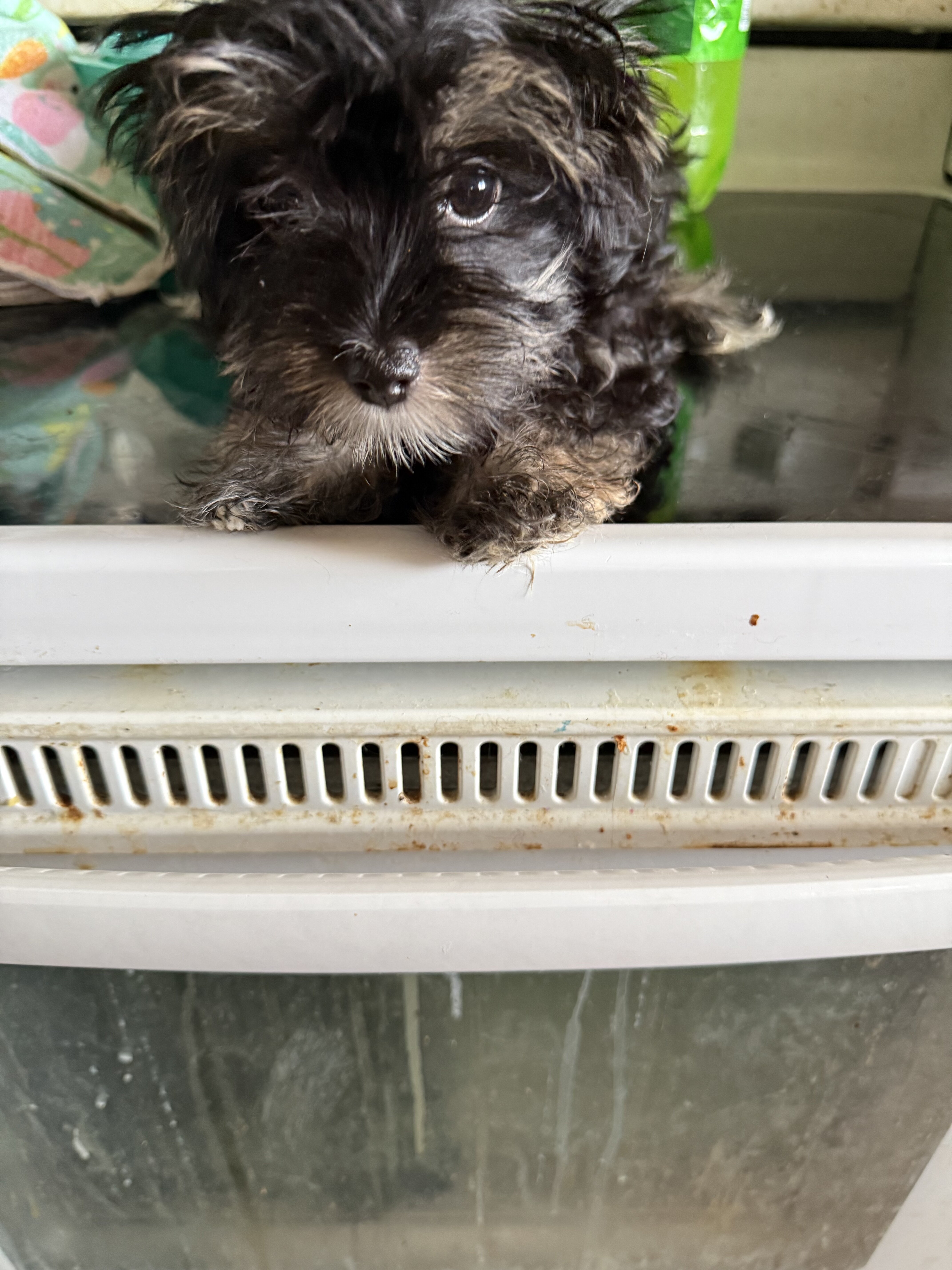 Male Yorkiepoo image 1