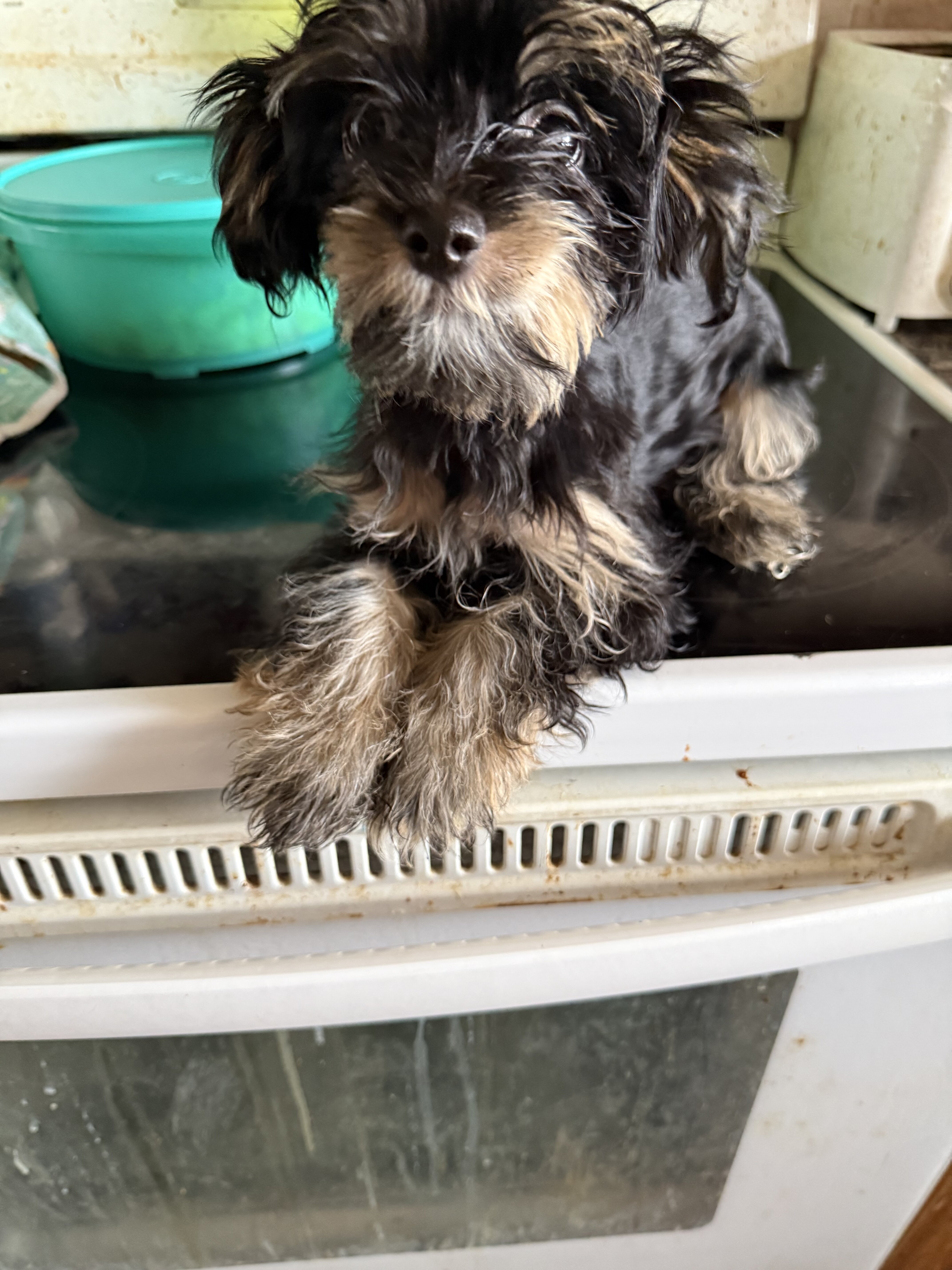 Female Yorkiepoo puppy image 1