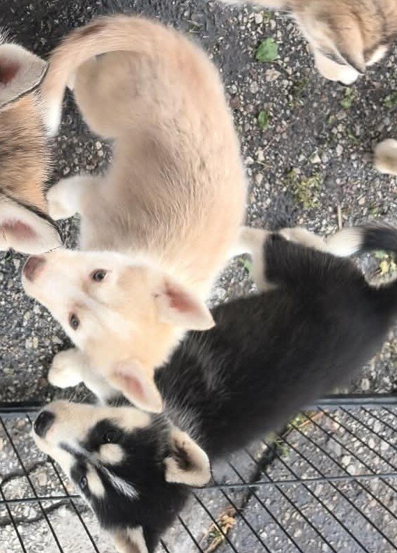 Husky puppies image 1
