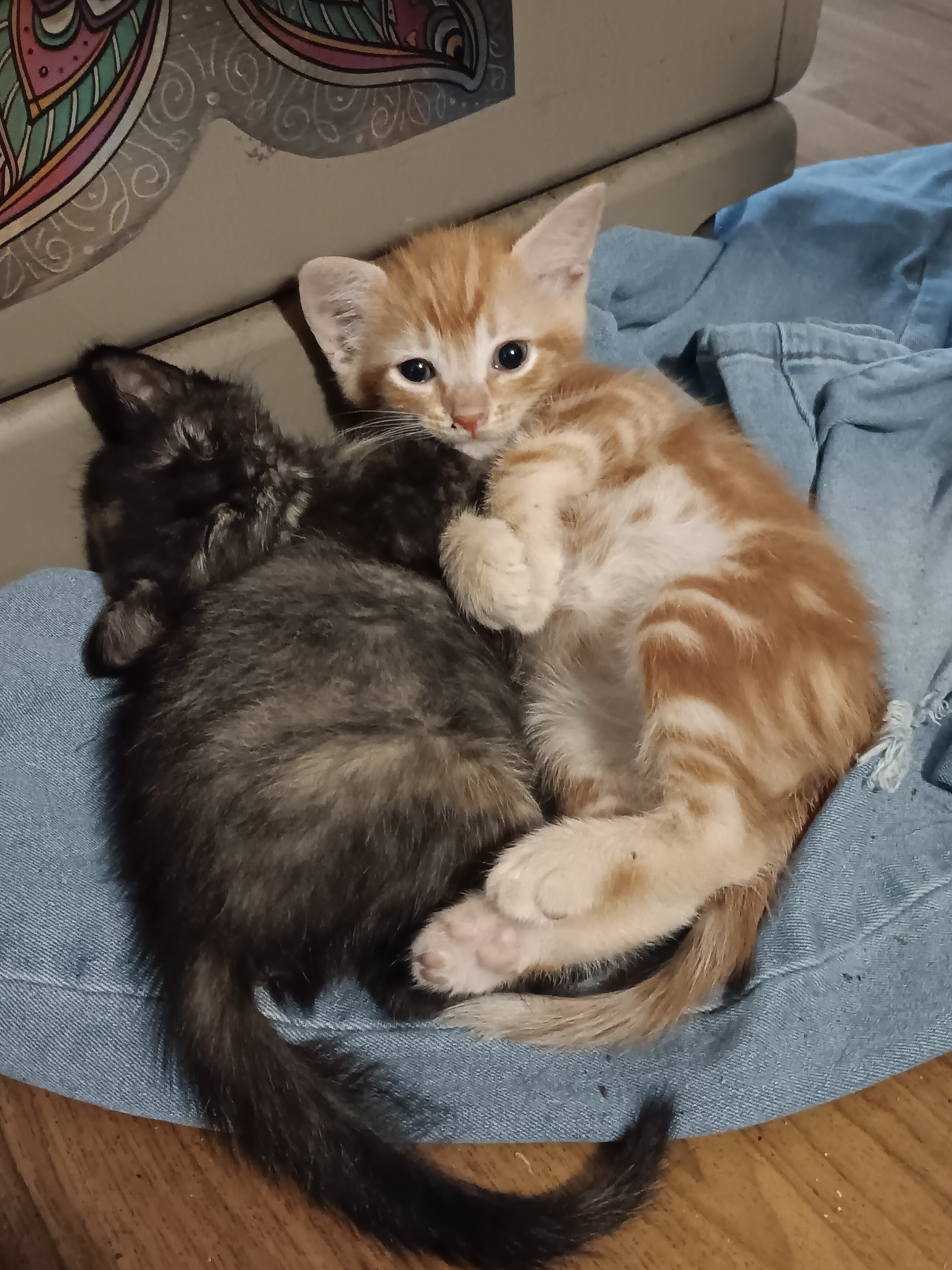 Kittens image 2