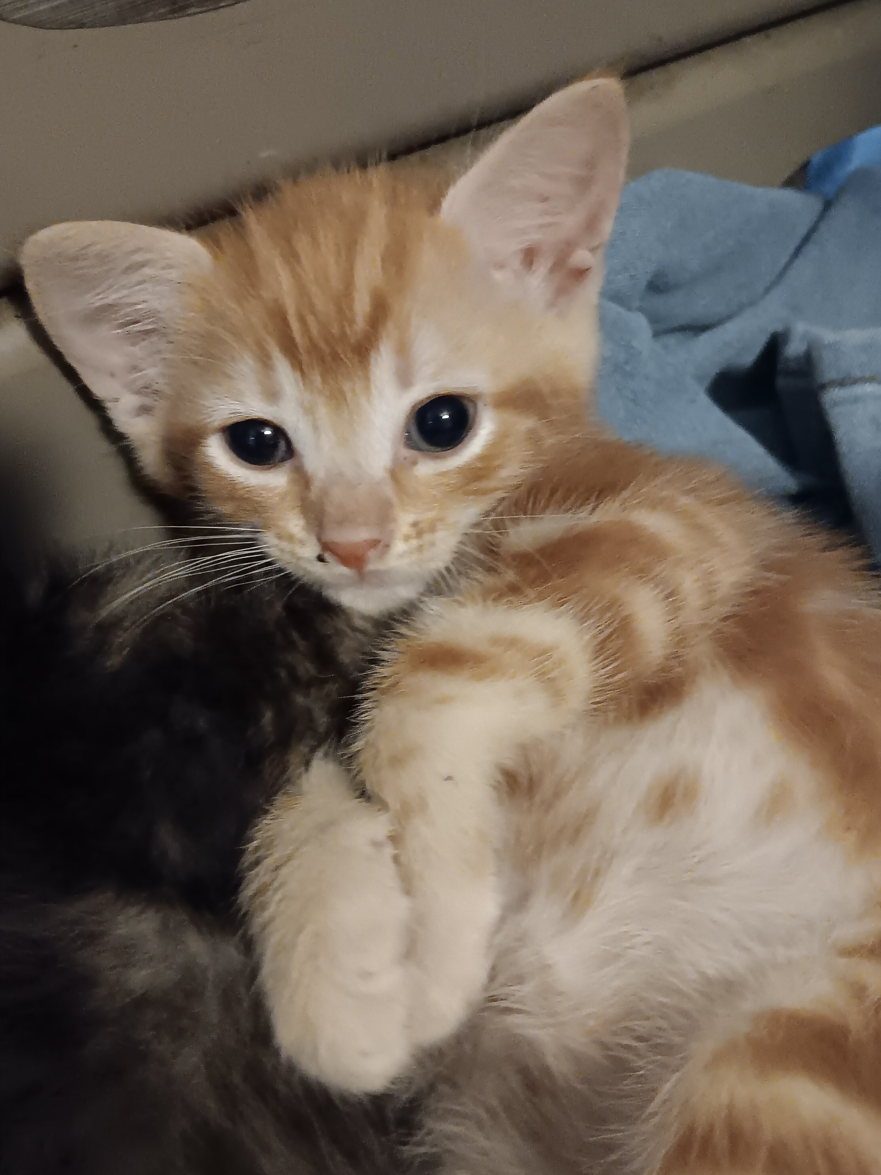 Kittens image 1
