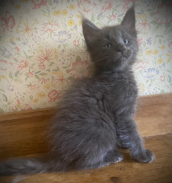 Gorgeous Maine Coon Kitens Looking for Loving Home image 6