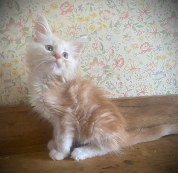 Gorgeous Maine Coon Kitens Looking for Loving Home image 4