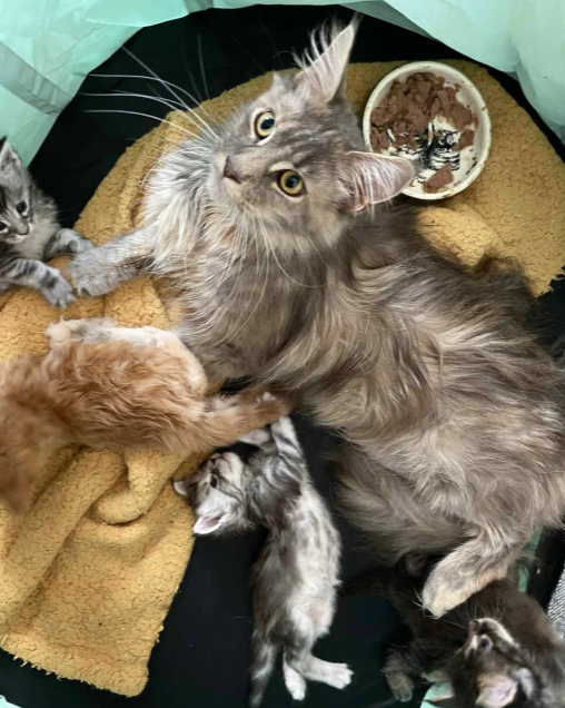 Gorgeous Maine Coon Kitens Looking for Loving Home image 1