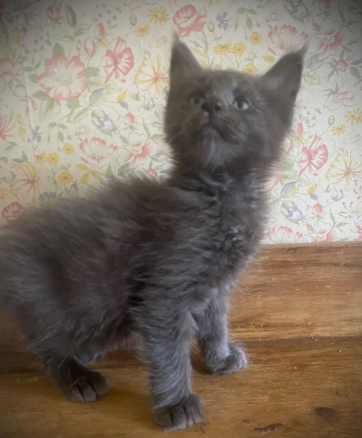 Gorgeous Maine Coon Kitens Looking for Loving Home image 5