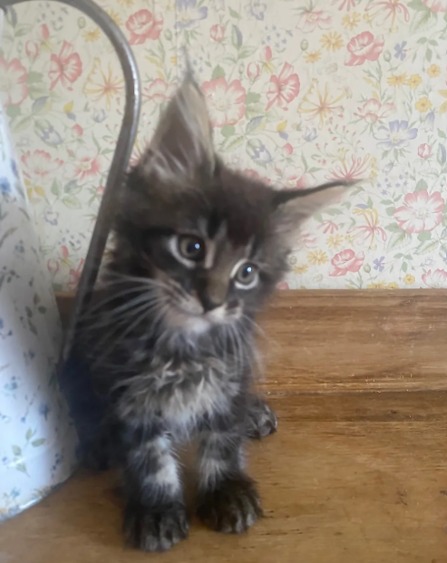 Gorgeous Maine Coon Kitens Looking for Loving Home image 3
