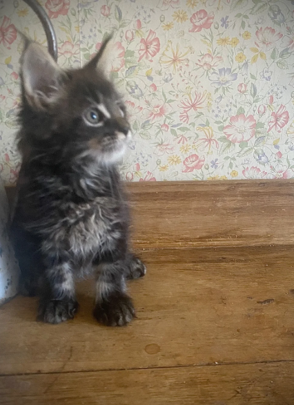 Gorgeous Maine Coon Kitens Looking for Loving Home image 2
