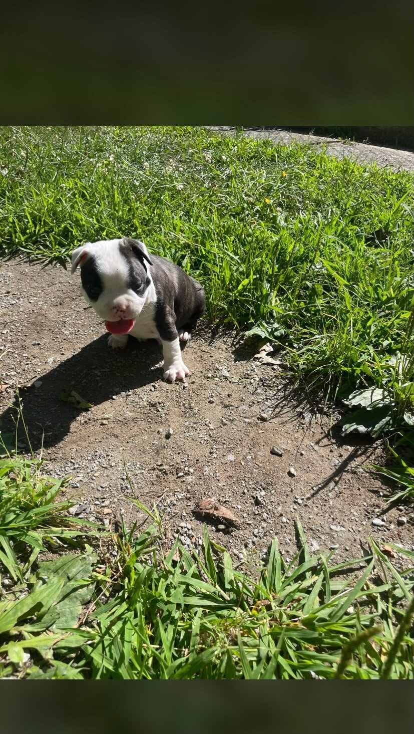 Perro de perro image 7
