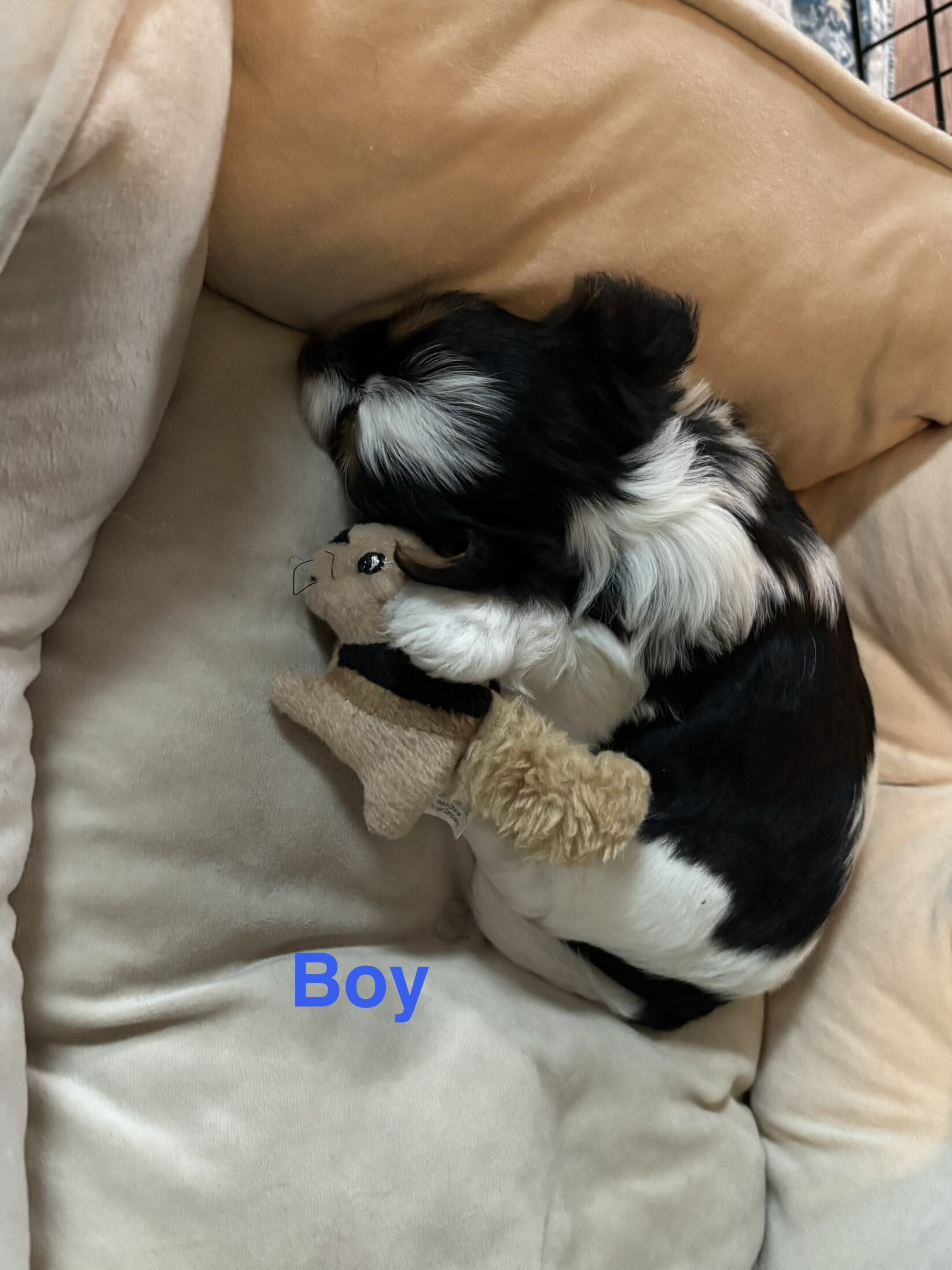 Tri Color Biewer Terriers wanting forever home image 7