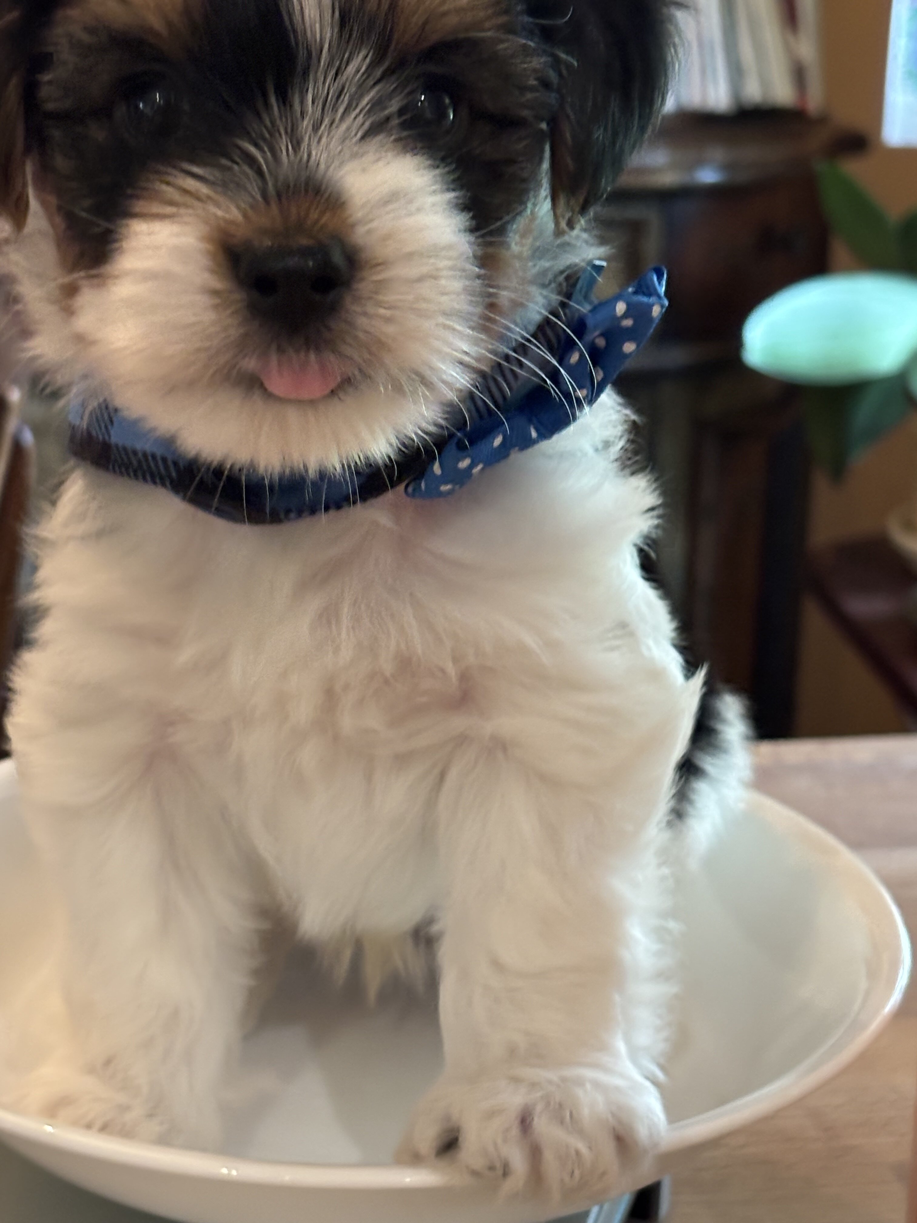 Tri Color Biewer Terriers wanting forever home image 10