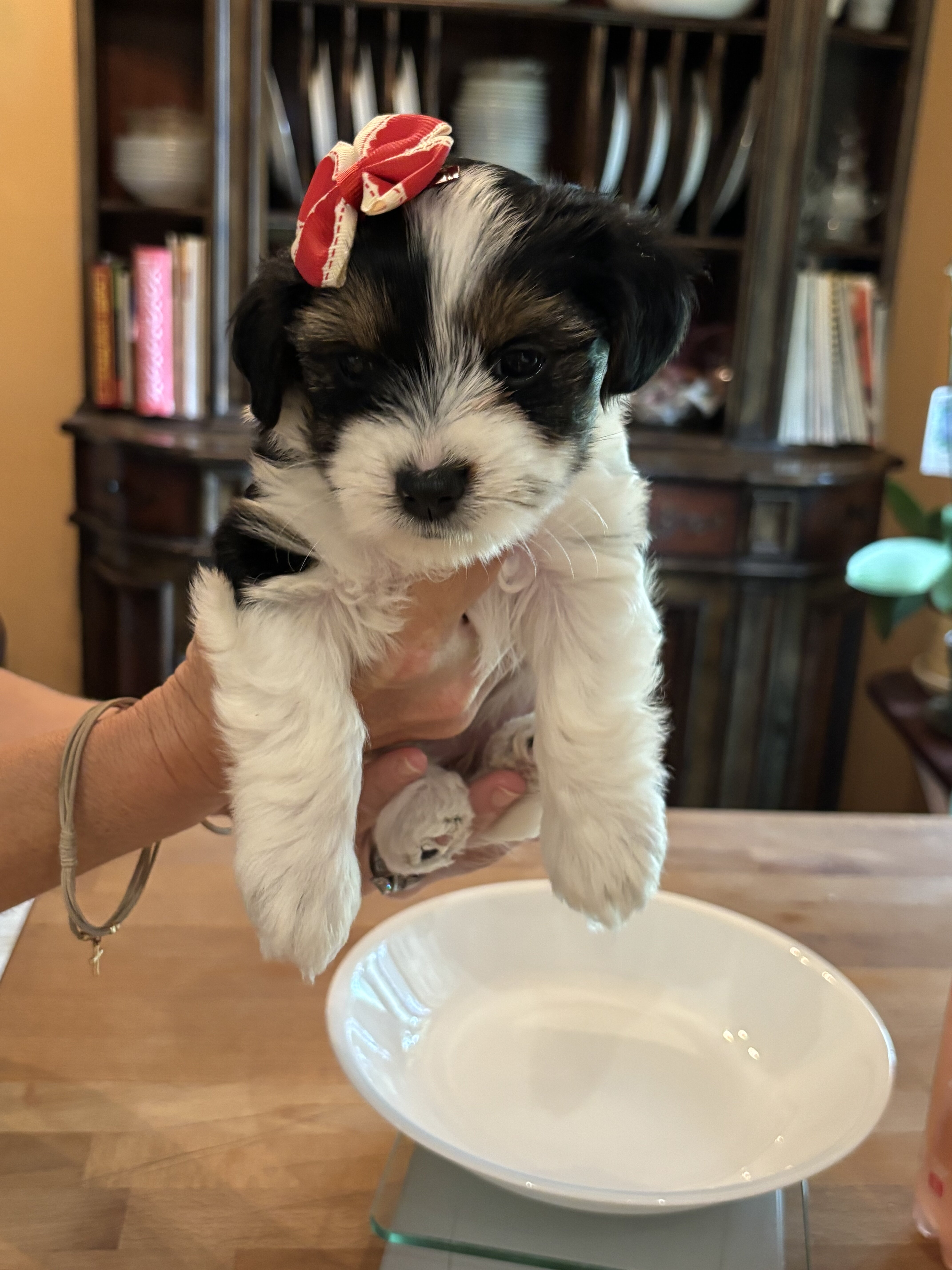 Tri Color Biewer Terriers wanting forever home image 5