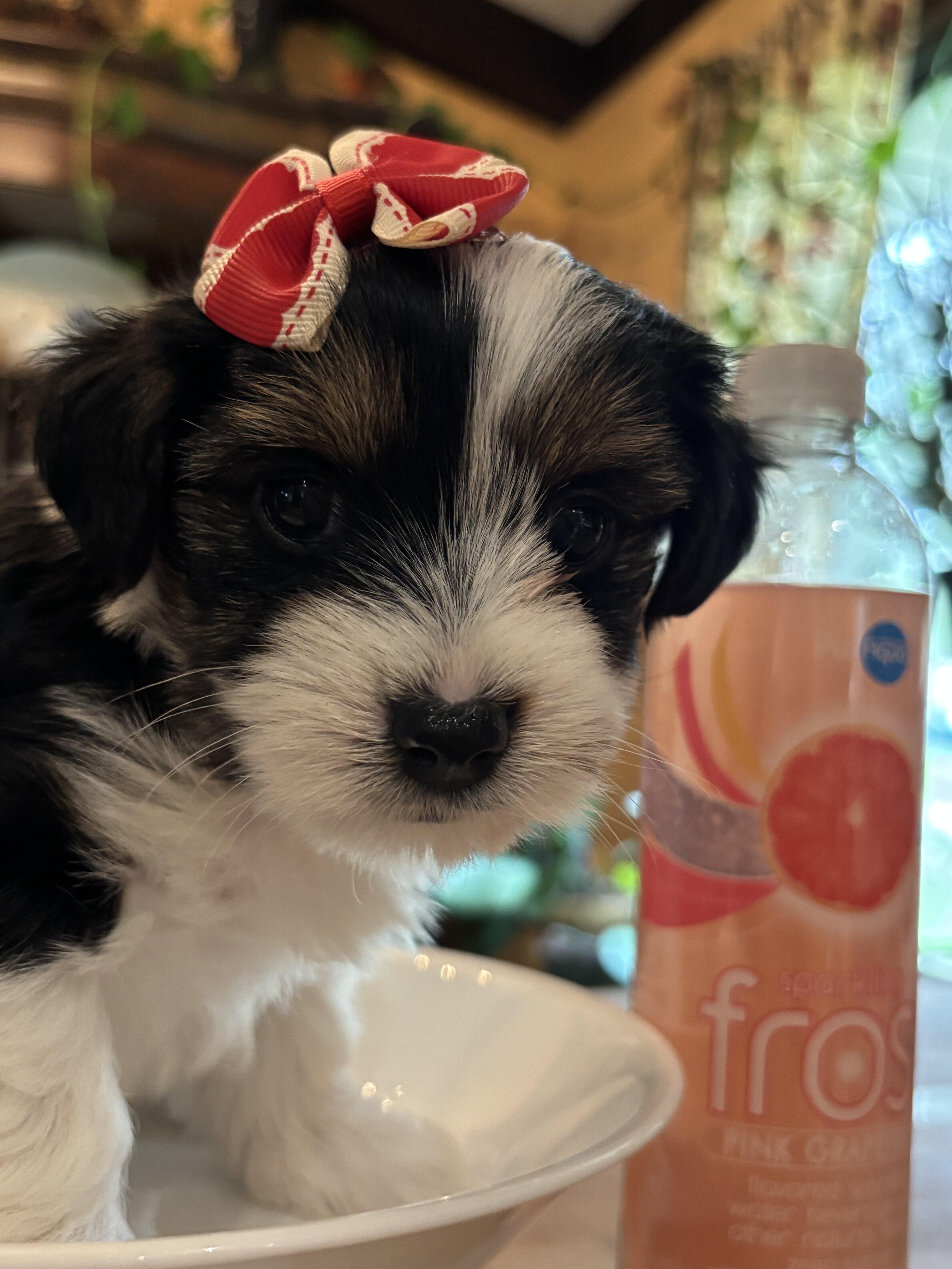 Tri Color Biewer Terriers wanting forever home image 3