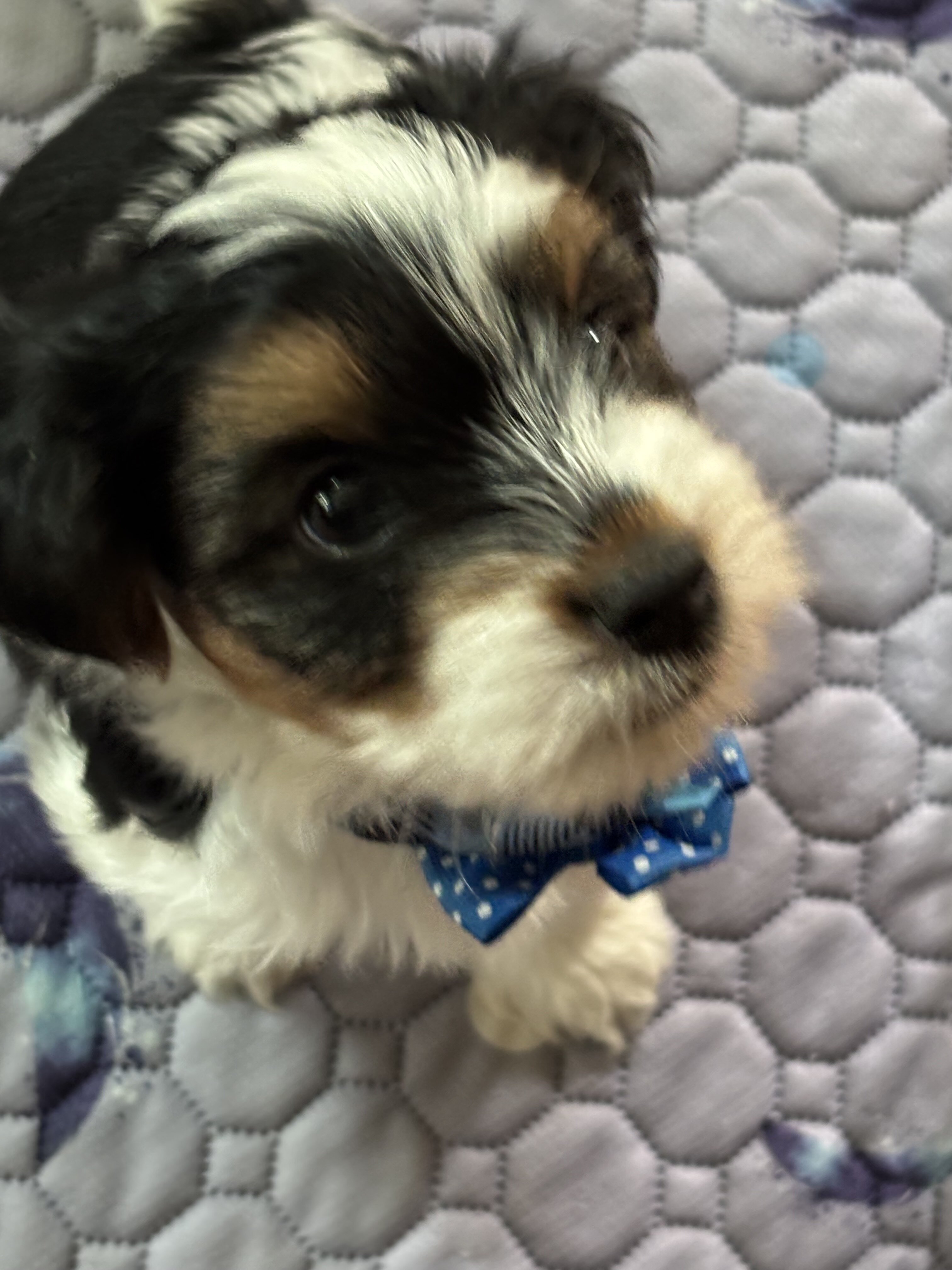 Tri Color Biewer Terriers wanting forever home image 2