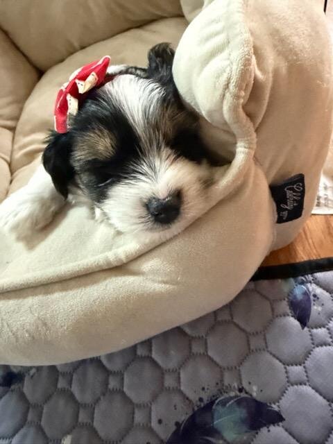 Tri Color Biewer Terriers wanting forever home image 8