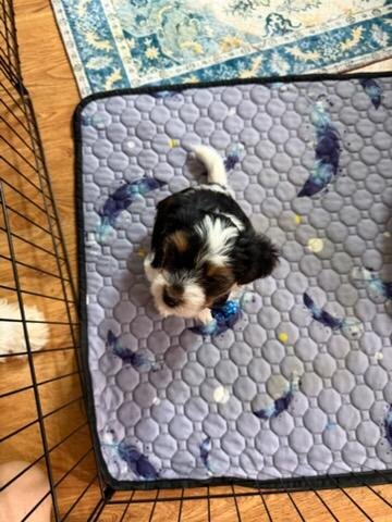Tri Color Biewer Terriers wanting forever home image 1