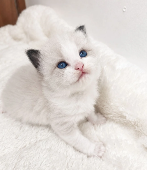Beautiful Ragdoll Kittens –Loving, Gentle image 9