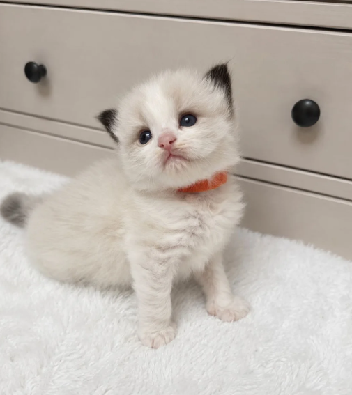 Beautiful Ragdoll Kittens –Loving, Gentle image 2
