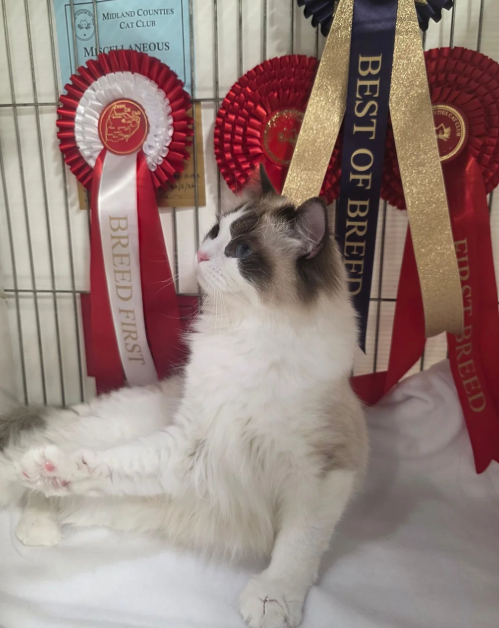 Beautiful Ragdoll Kittens –Loving, Gentle image 1