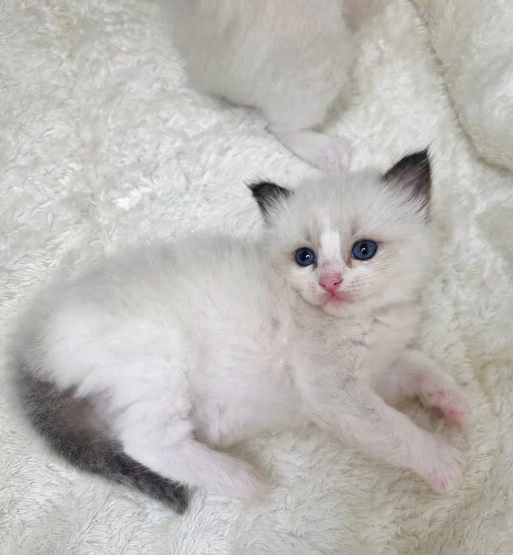 Beautiful Ragdoll Kittens –Loving, Gentle image 8