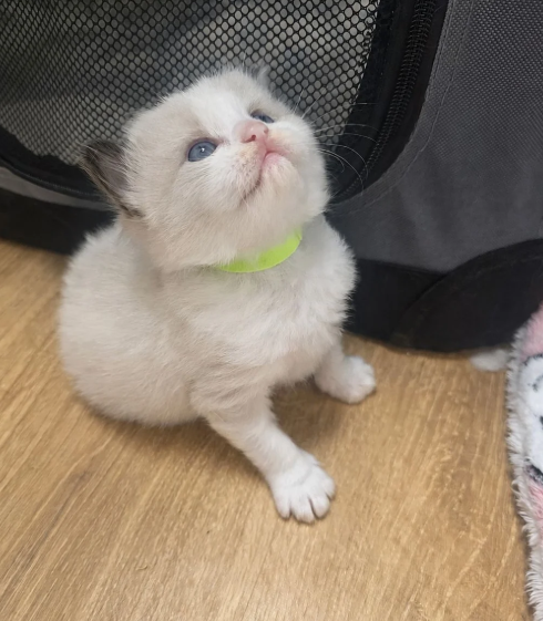 Beautiful Ragdoll Kittens –Loving, Gentle image 7