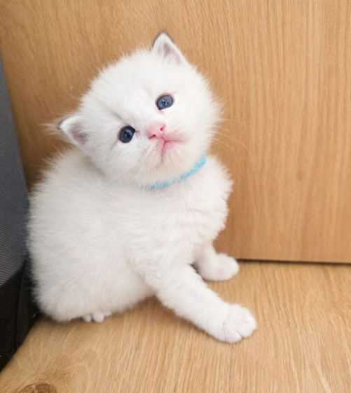 Beautiful Ragdoll Kittens –Loving, Gentle image 6