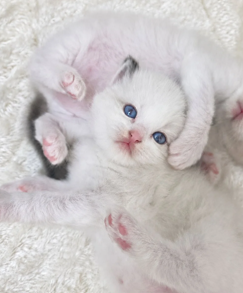 Beautiful Ragdoll Kittens –Loving, Gentle image 5