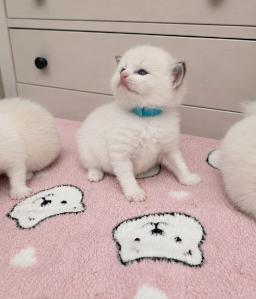 Beautiful Ragdoll Kittens –Loving, Gentle image 4