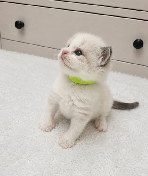 Beautiful Ragdoll Kittens –Loving, Gentle image 3