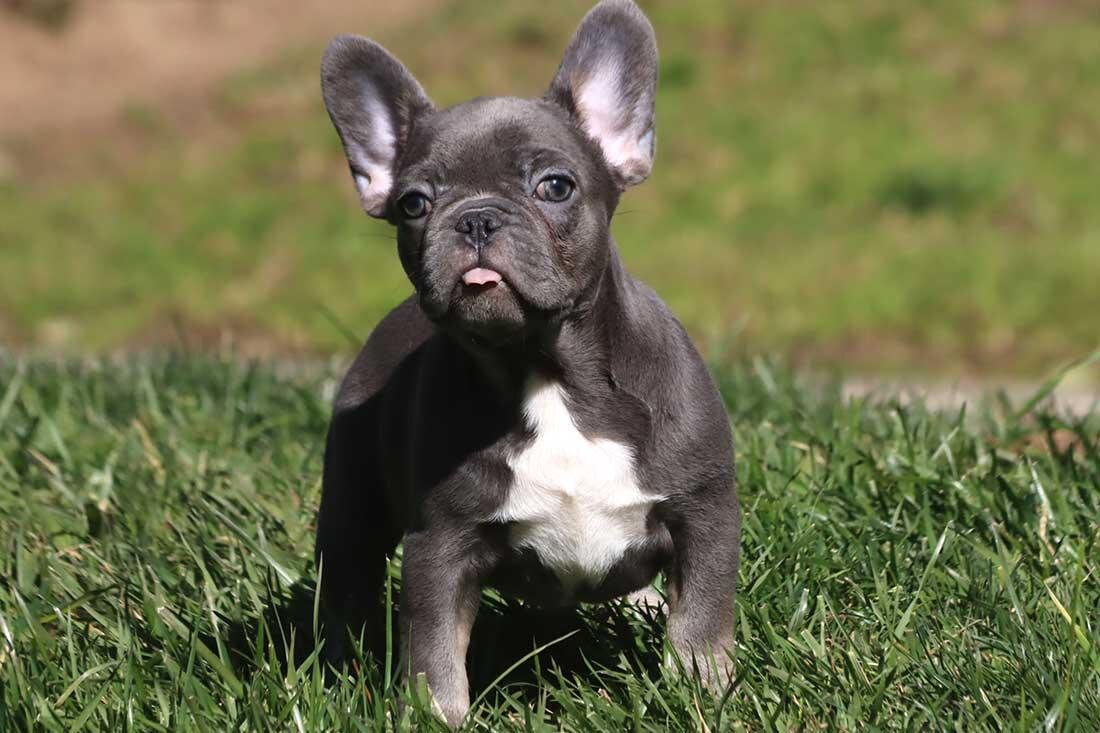 French bulldogs (pulpy) image 1
