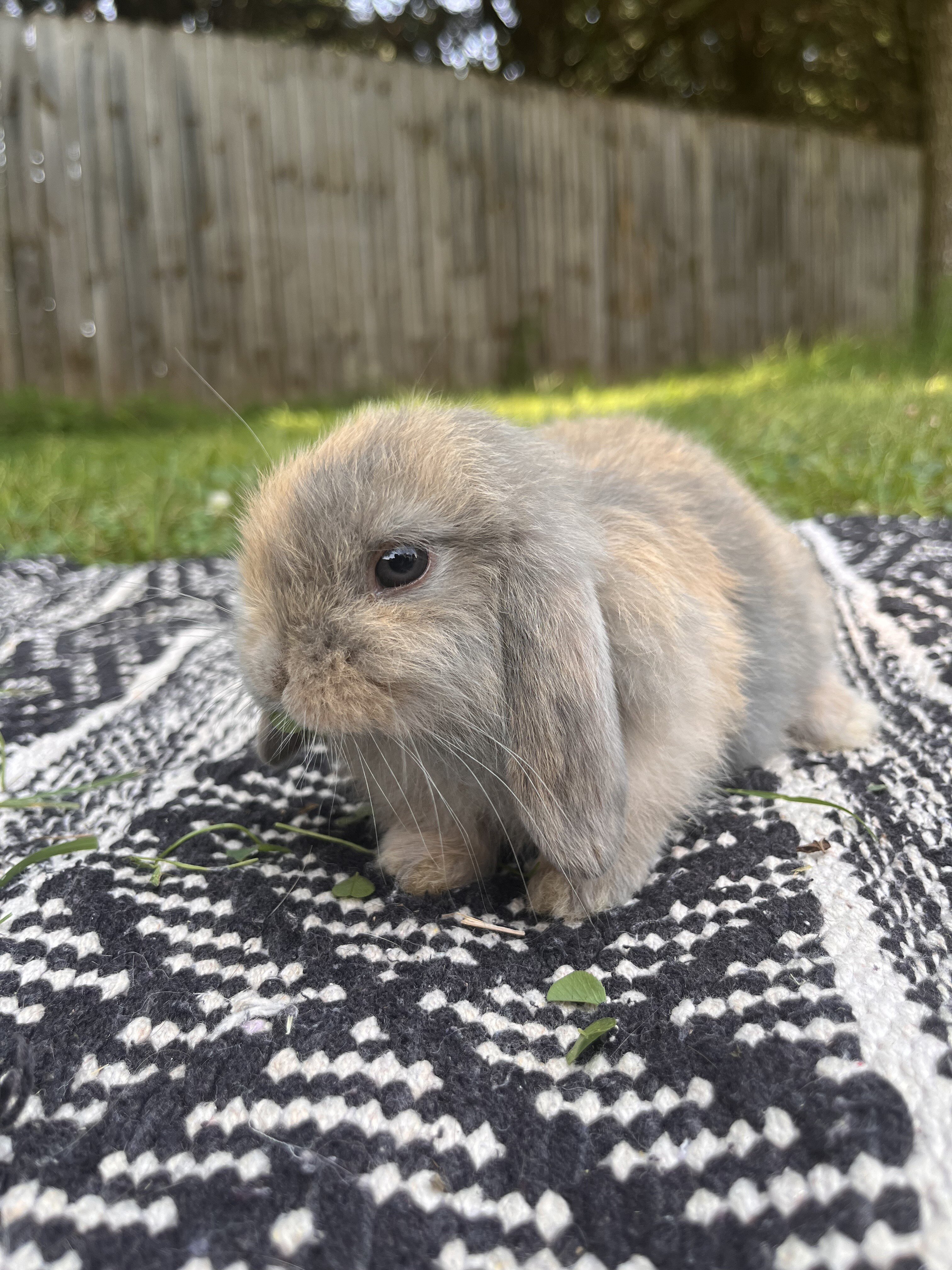 Fully Pedigreed Holland Lop Rabbit image 1