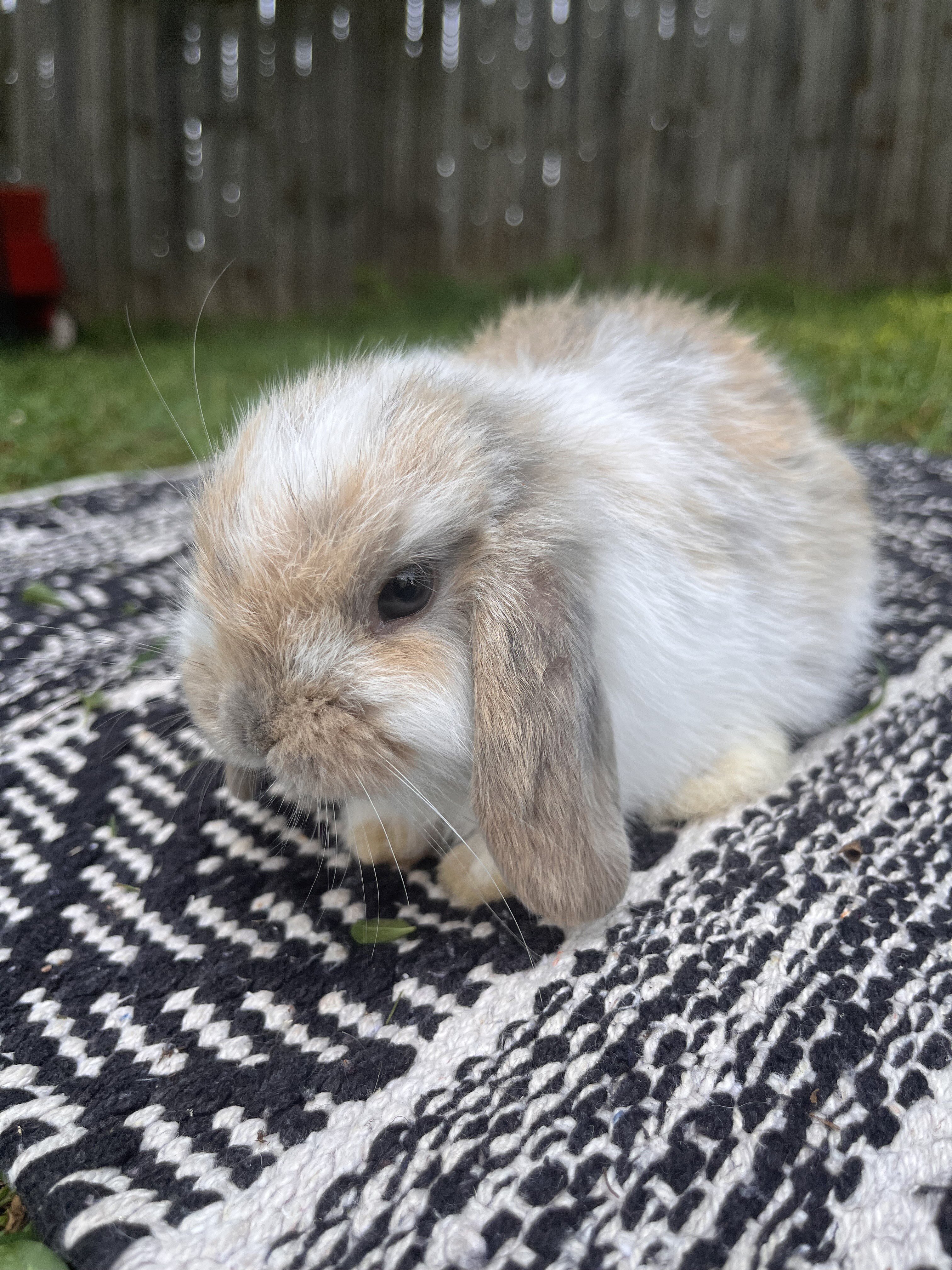 Fully Pedigreed Holland Lop Rabbit image 5