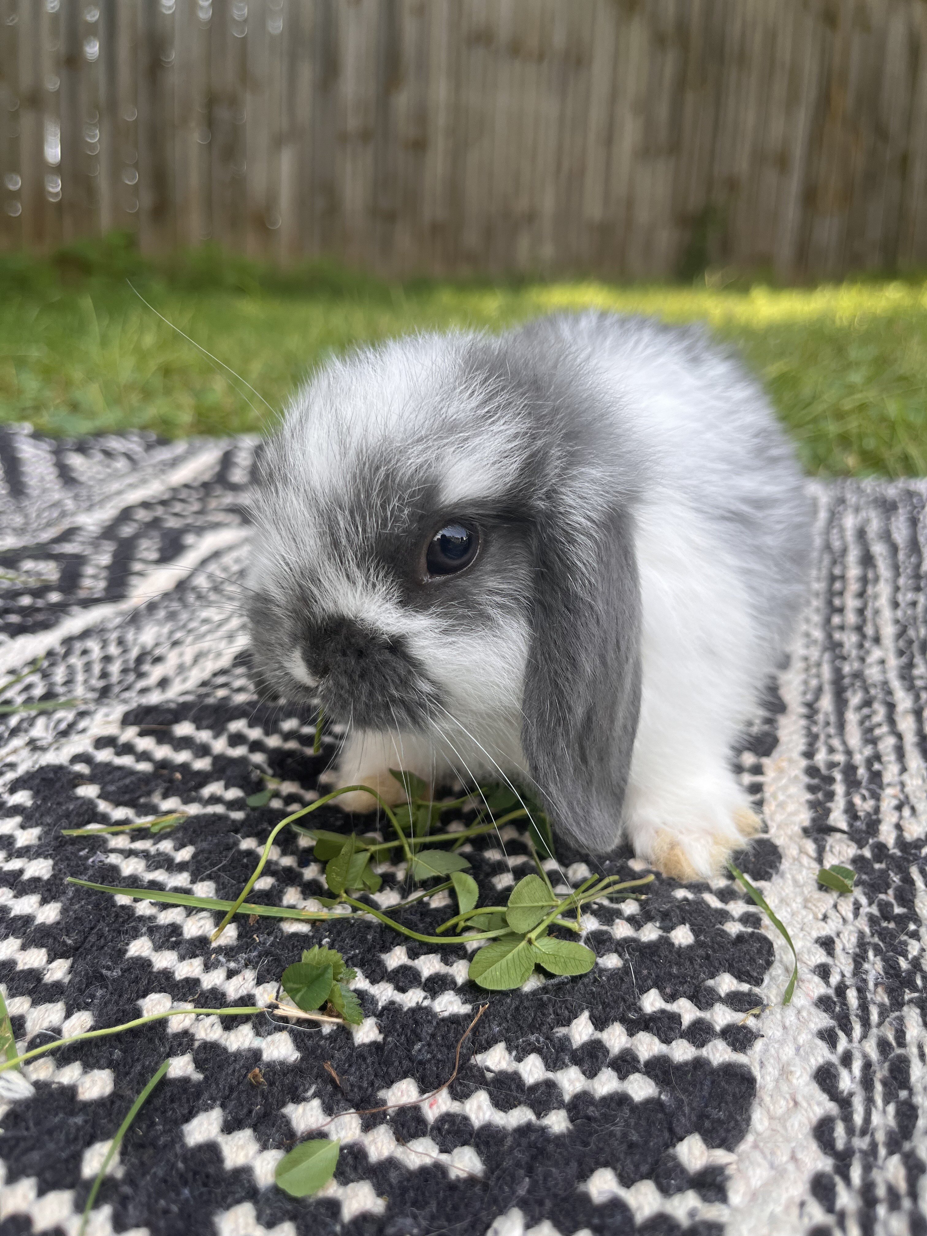 Fully Pedigreed Holland Lop Rabbit image 3