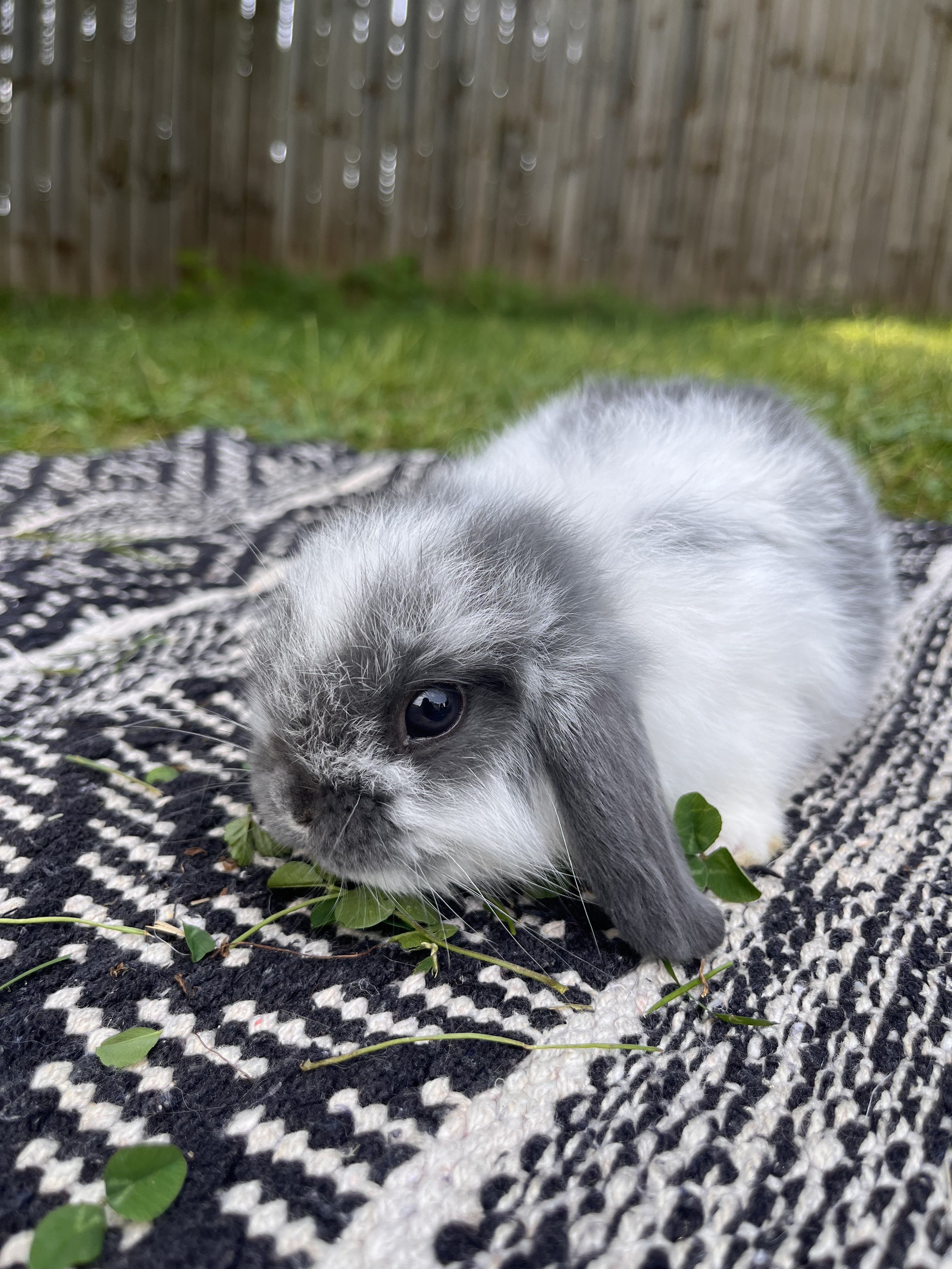 Fully Pedigreed Holland Lop Rabbit image 2