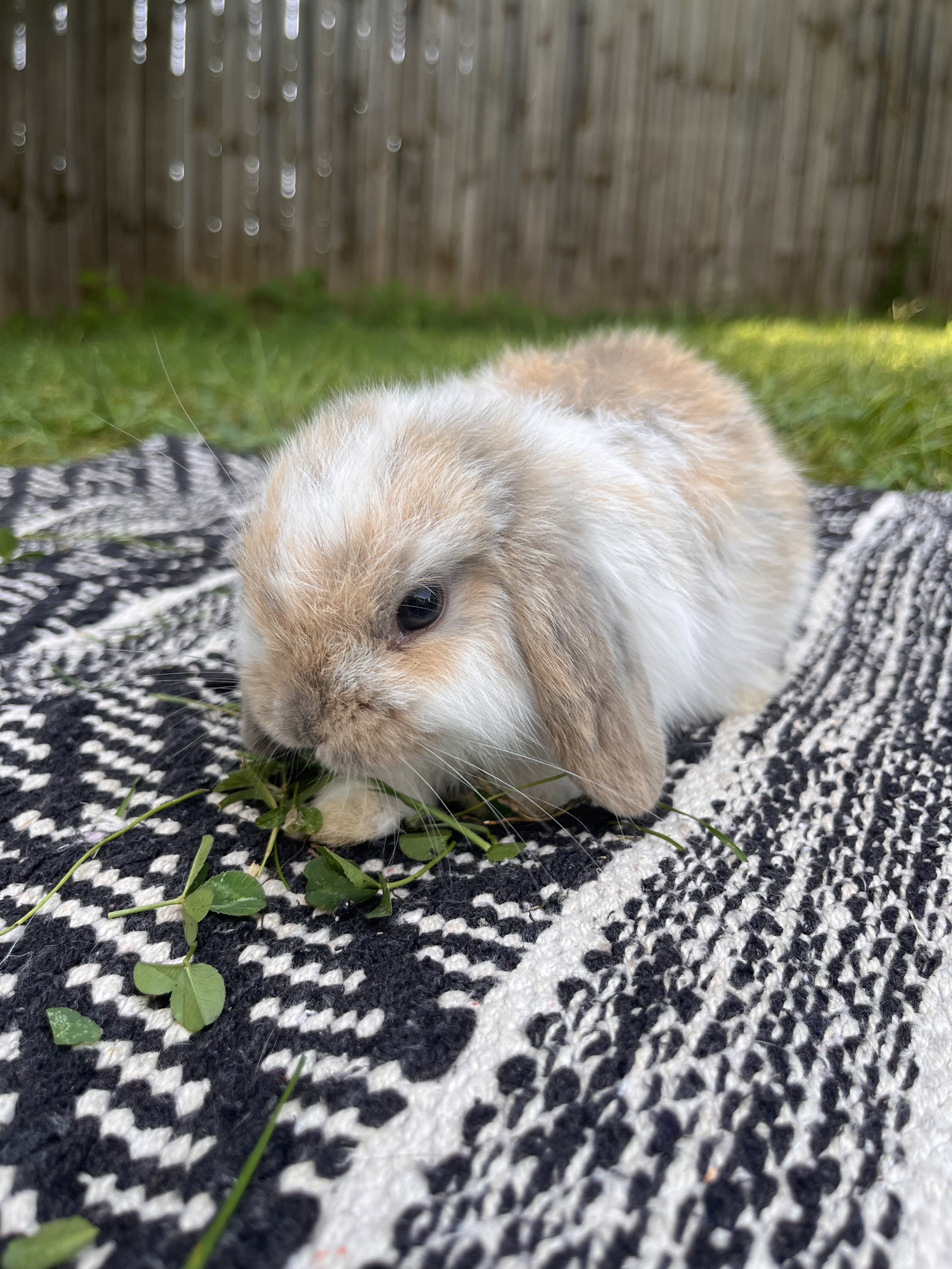 Fully Pedigreed Holland Lop Rabbit image 4