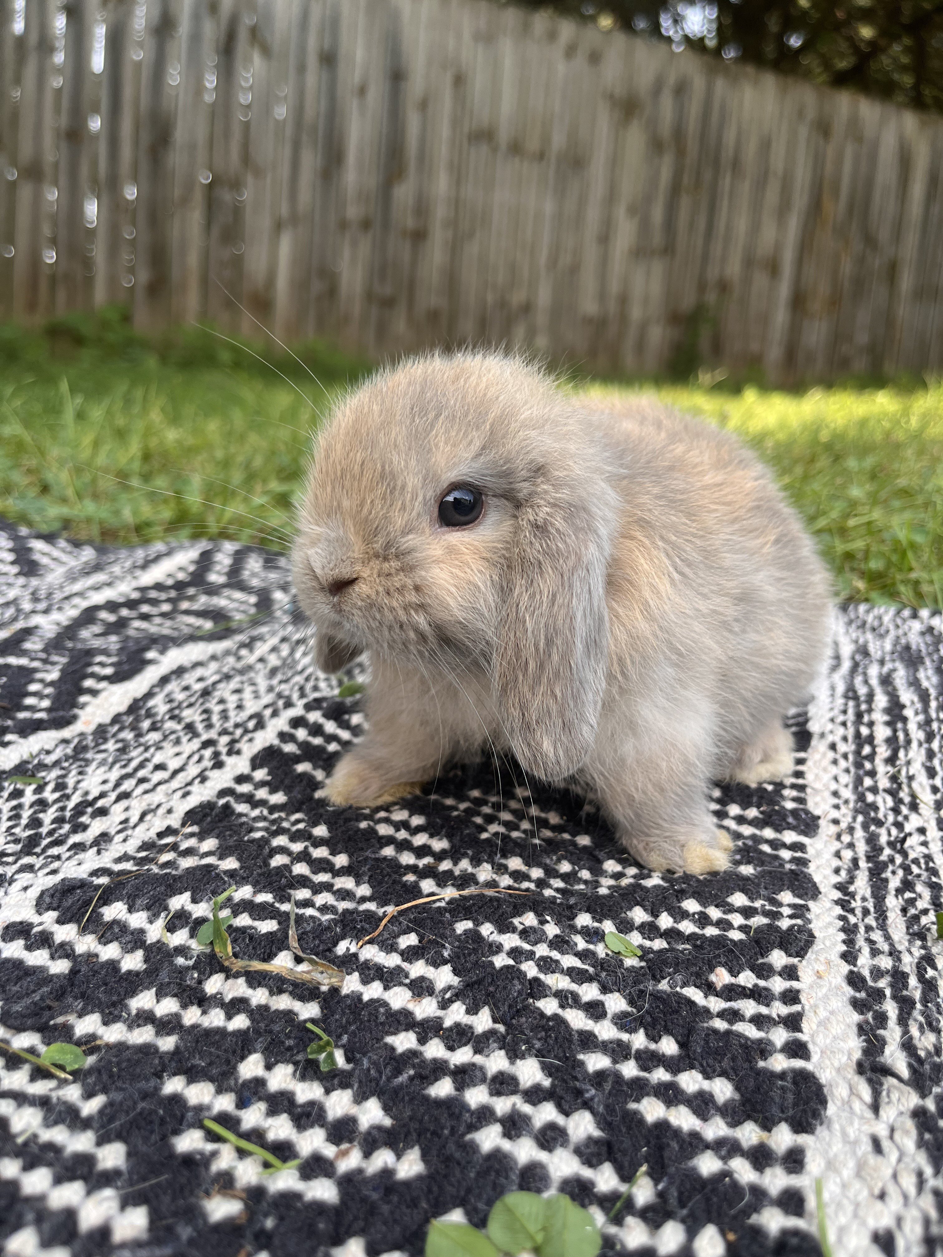 Fully Pedigreed Holland Lop Rabbit image 6