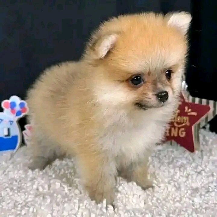 Available Pomeranian Puppies image 3