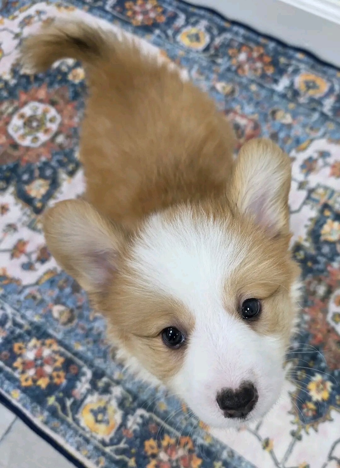 Beautiful Pembroke Welsh Corgi Puppies READY TO GO image 3