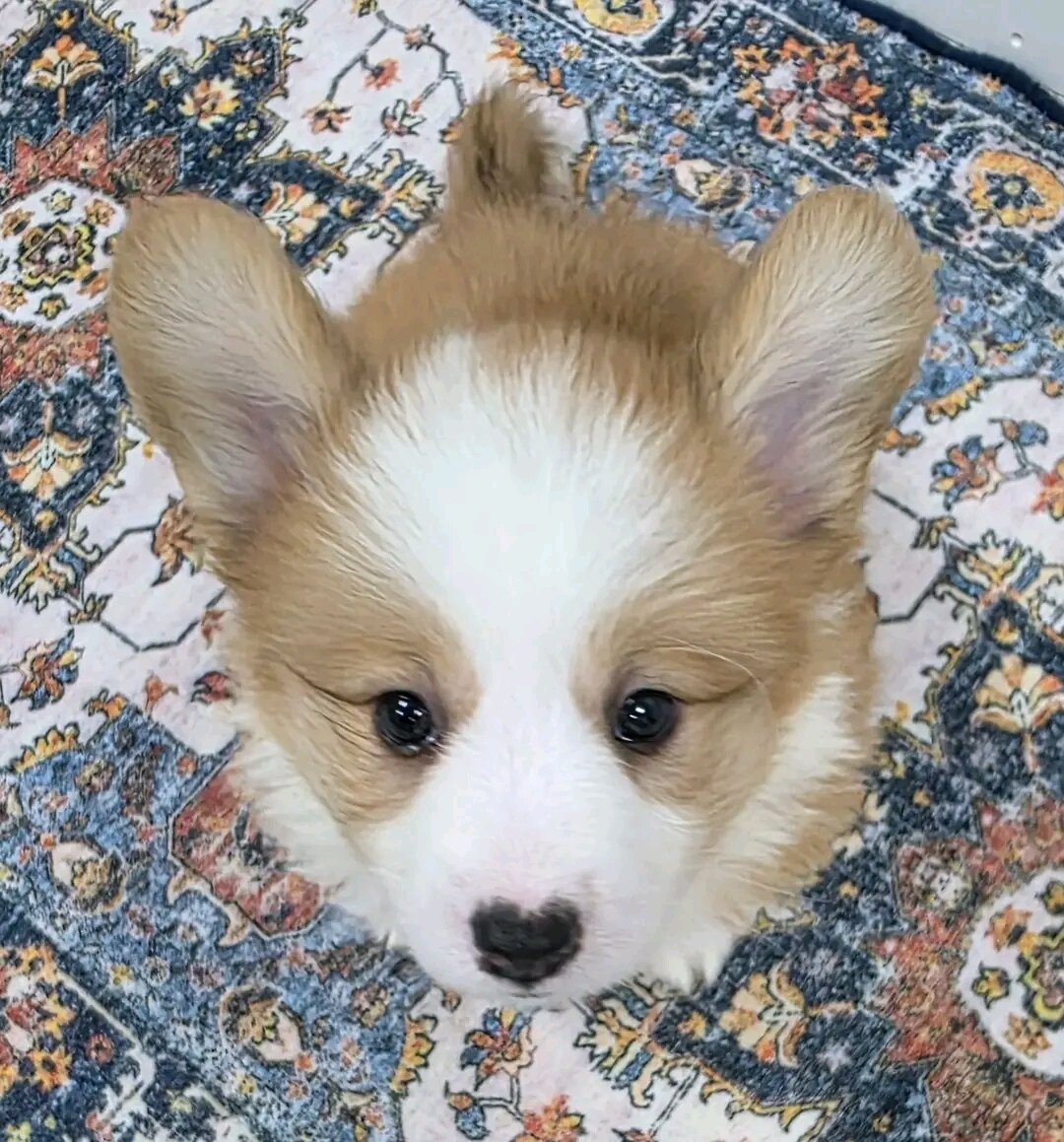 Beautiful Pembroke Welsh Corgi Puppies READY TO GO image 2