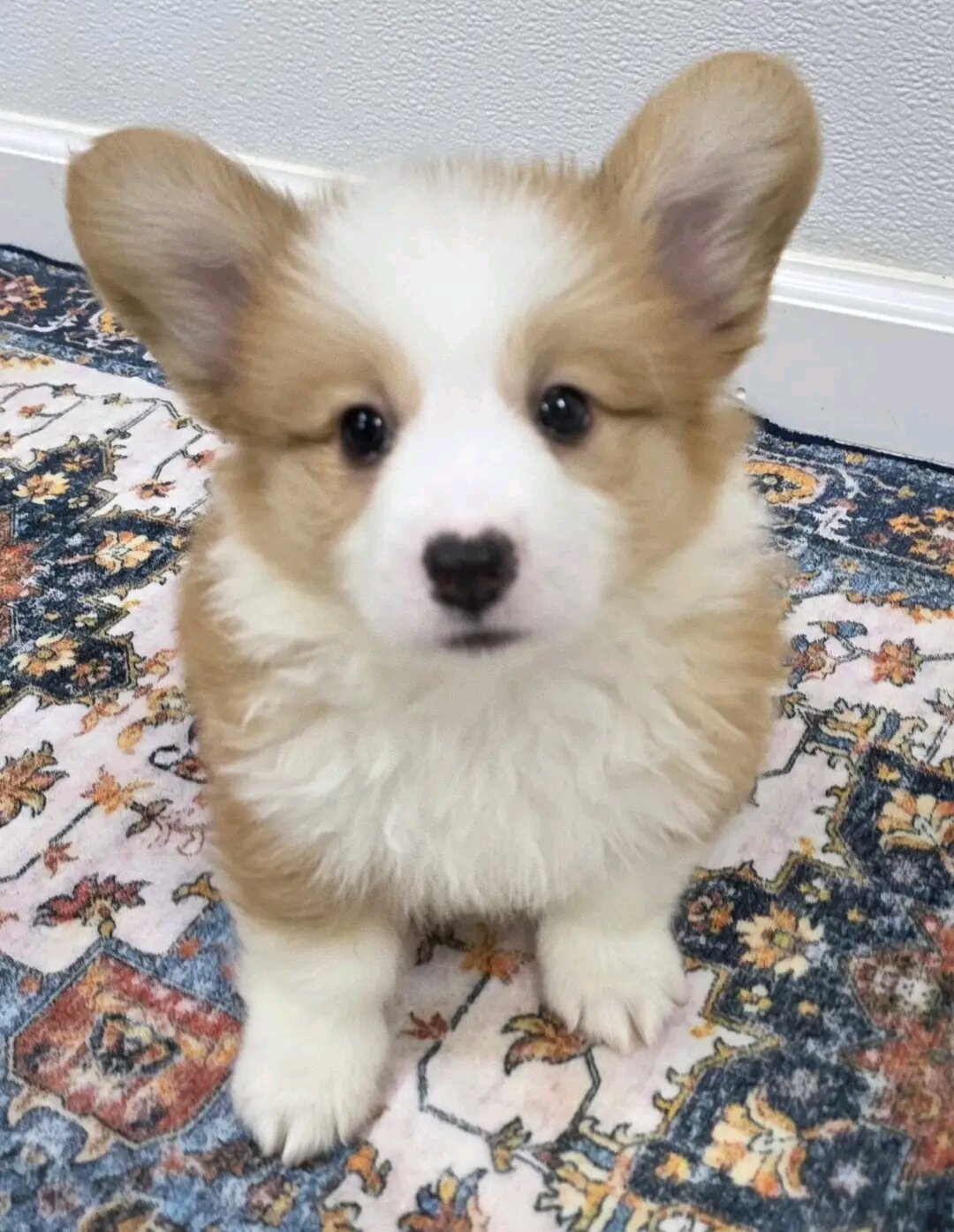 Beautiful Pembroke Welsh Corgi Puppies READY TO GO image 1