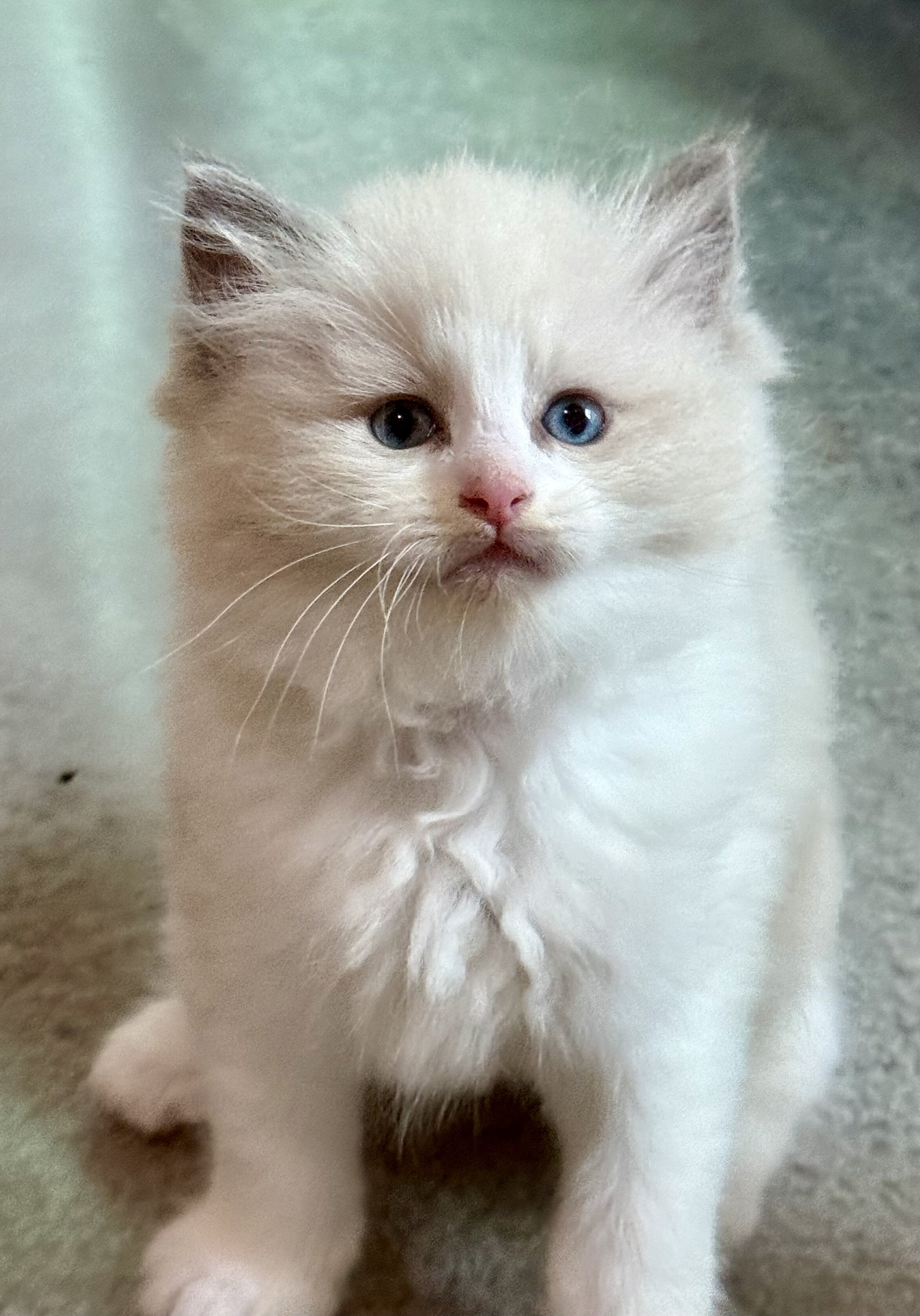 TICA RAGDOLL KITTENS image 3