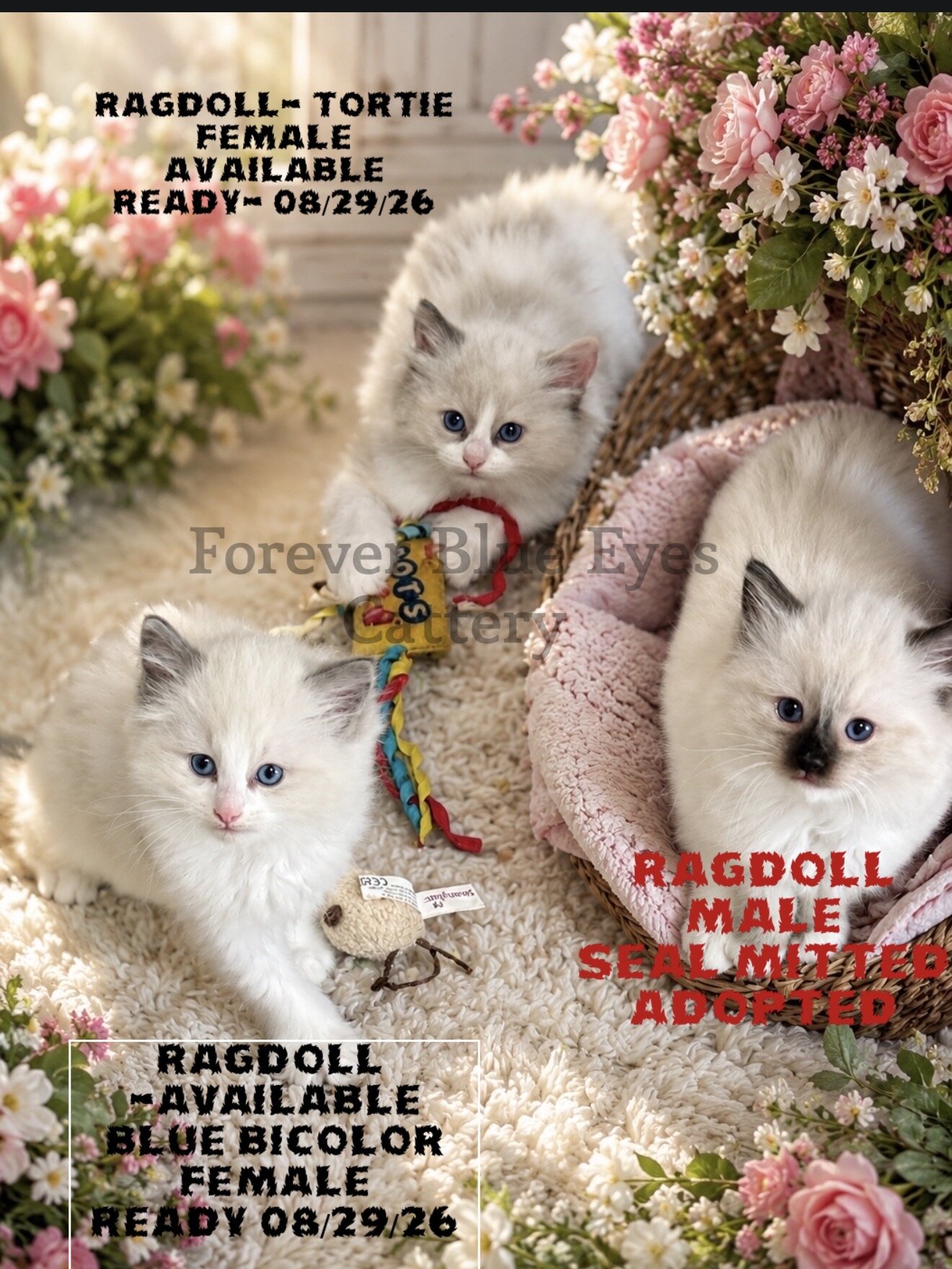 TICA RAGDOLL KITTENS image 9
